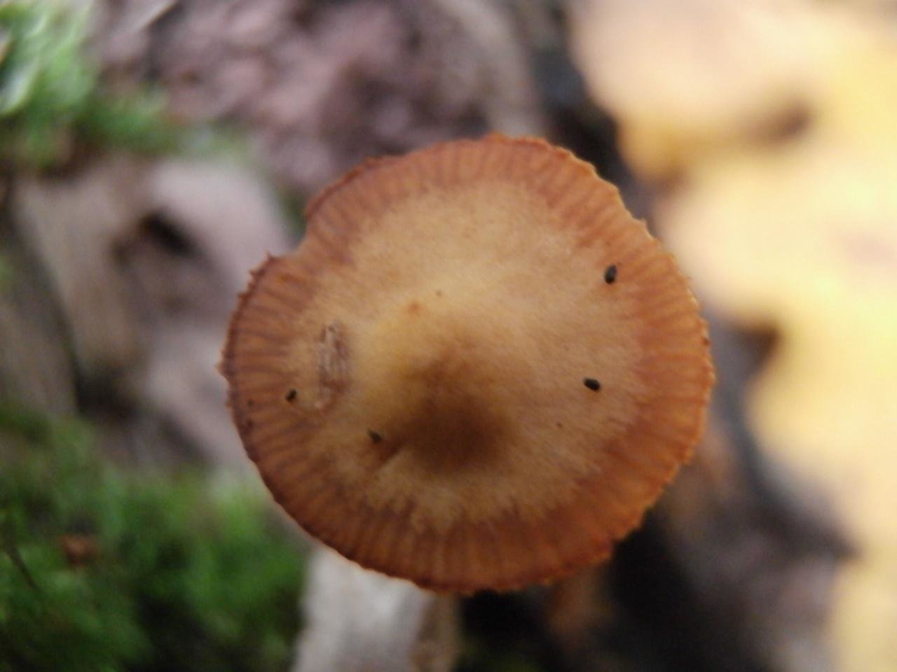 Съедобные грибы Удмуртии