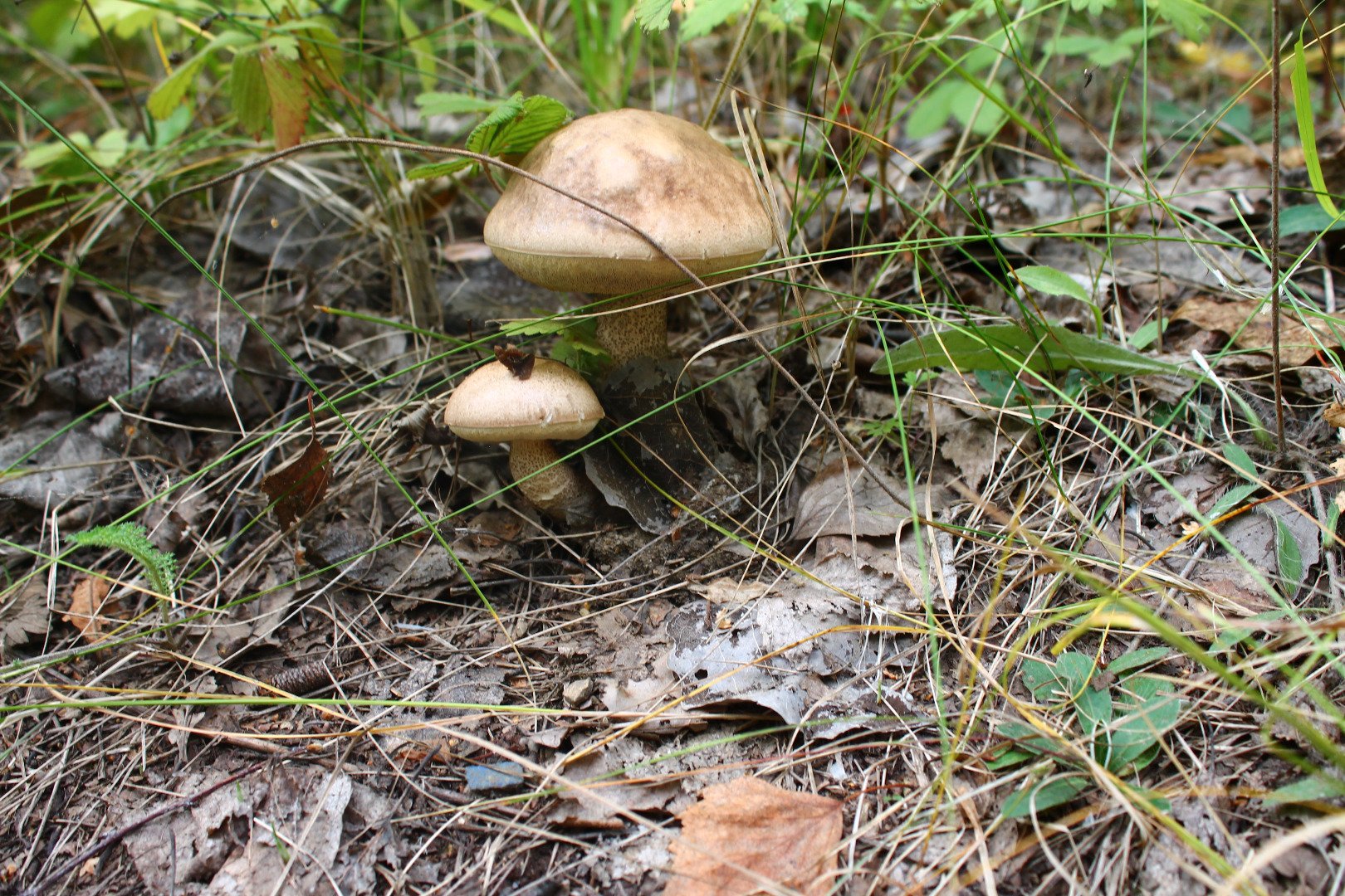 Съедобные грибы Свердловской области