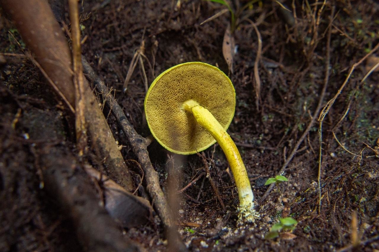 Желтый губчатый гриб