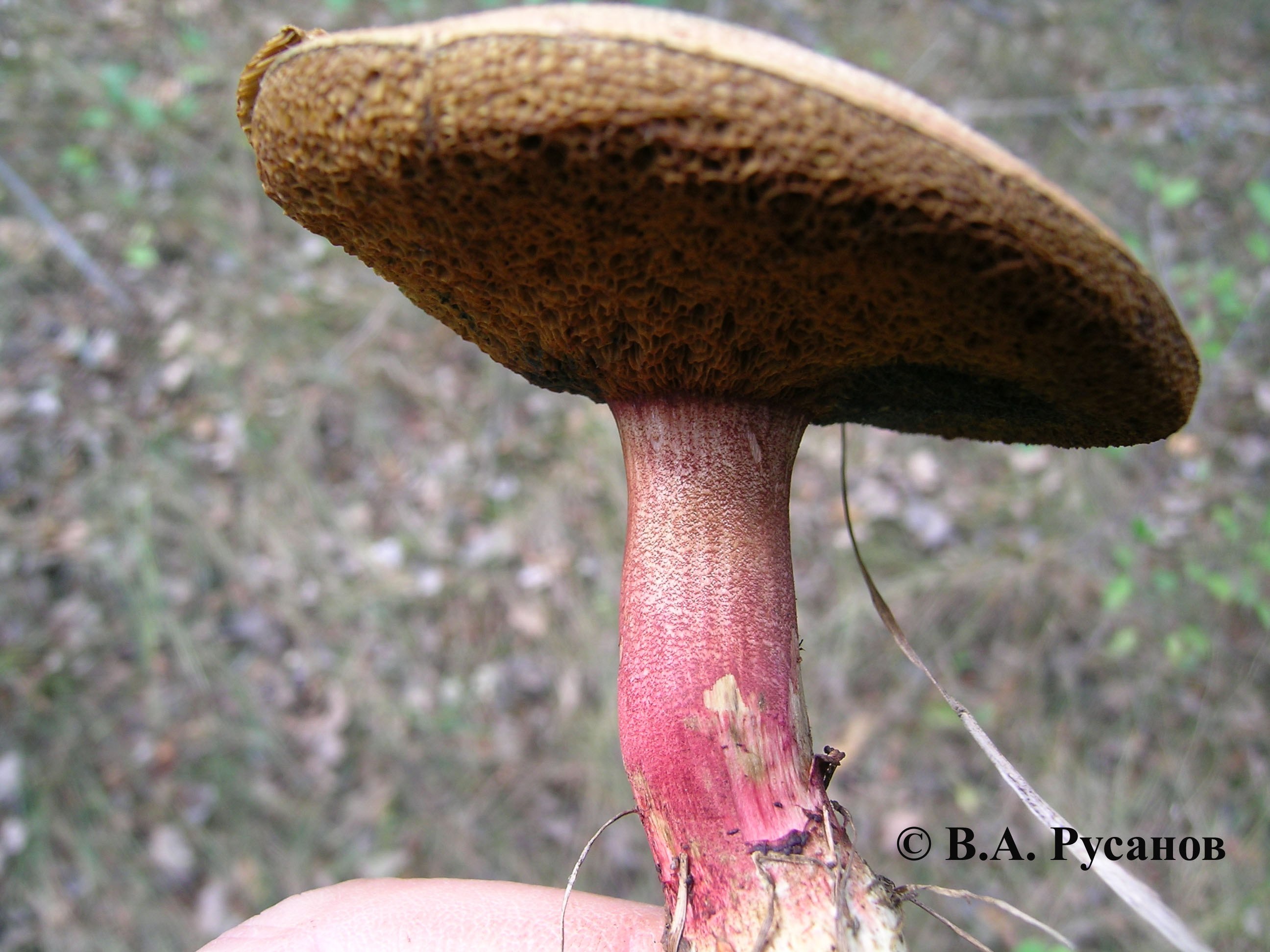 Розовый моховик гриб