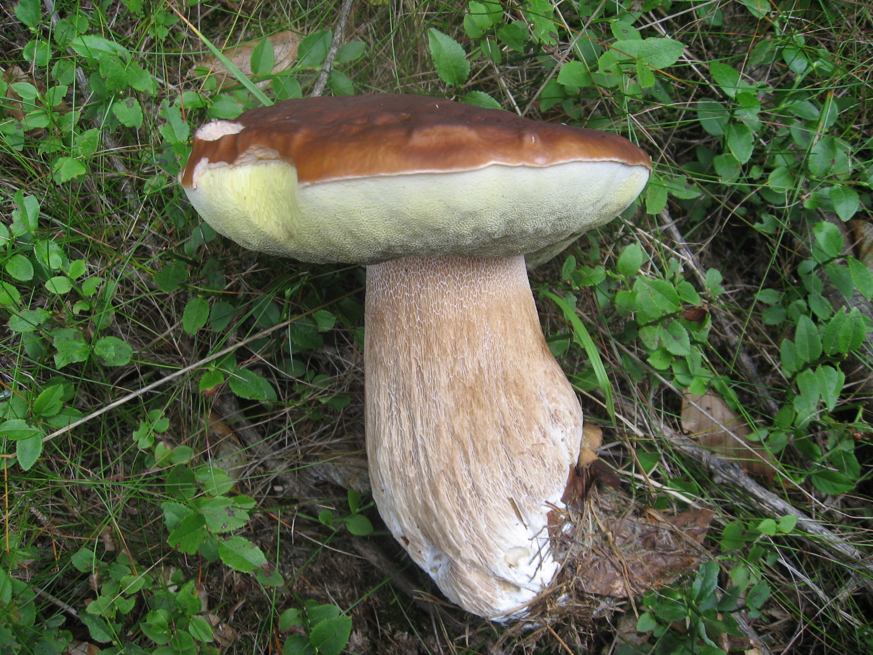 Белый гриб с коричневыми пятнами
