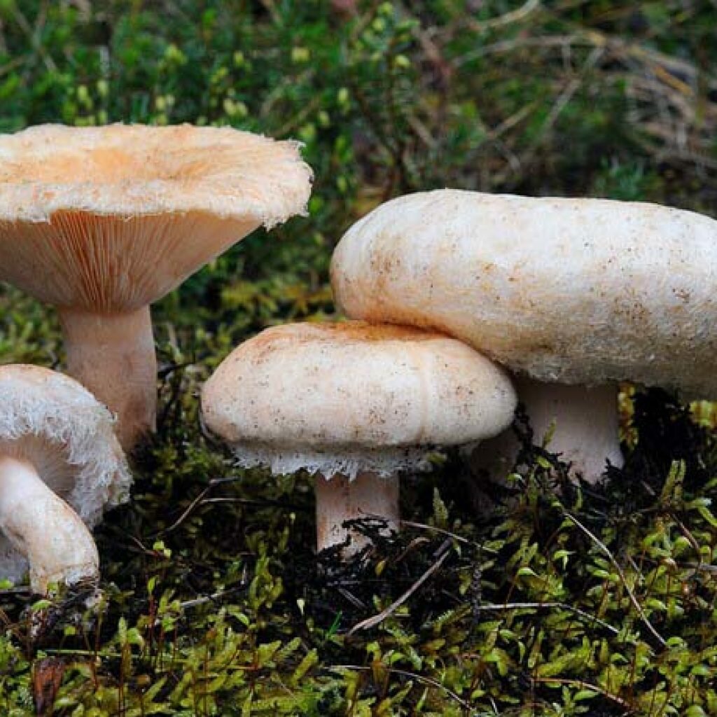 Волнушки грибы