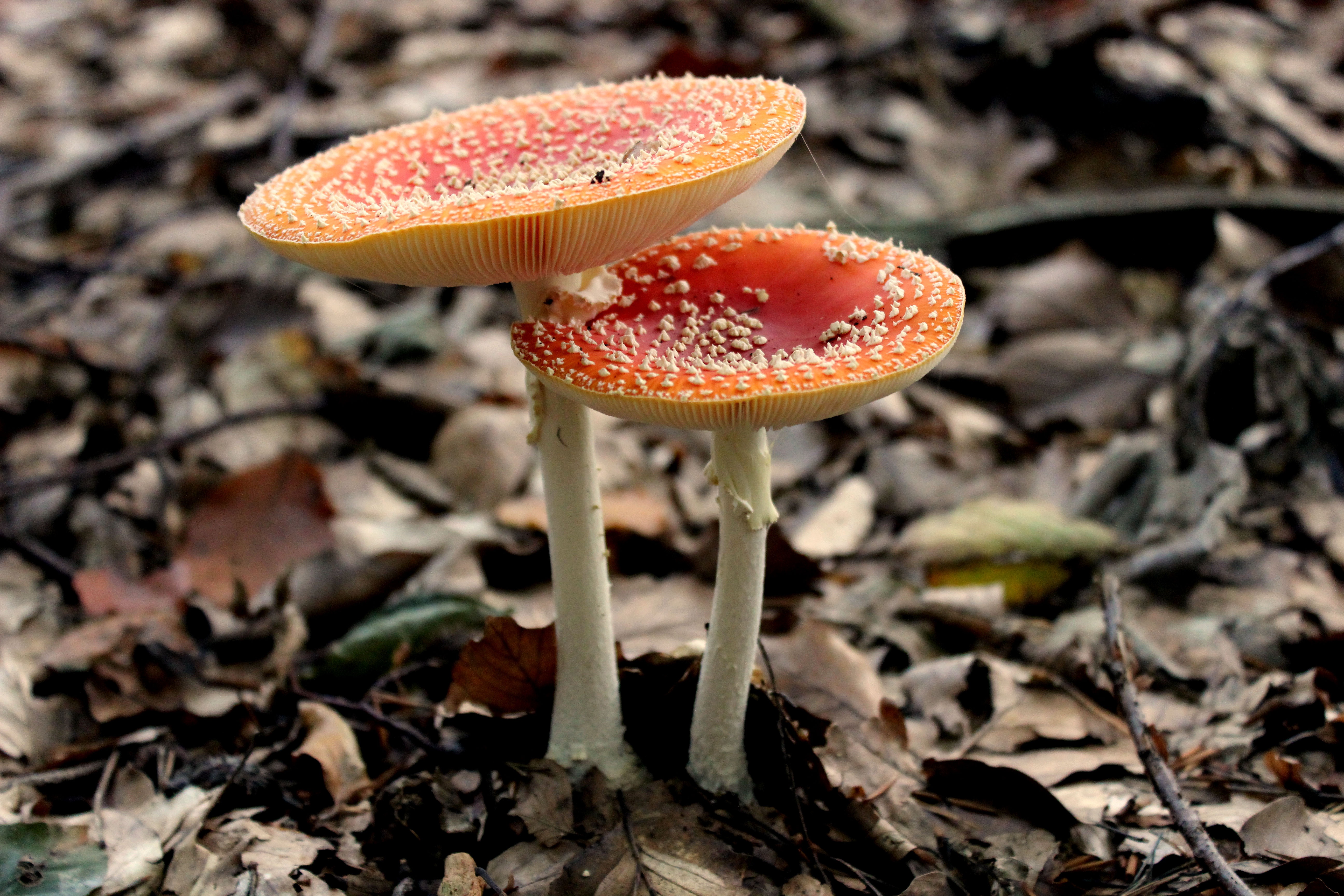 Опасные съедобные грибы. Agaricus muscarius — красный мухомор. Красный мухомор сыроежка. Мухомор желтоножковый. Мухомор пантерный.