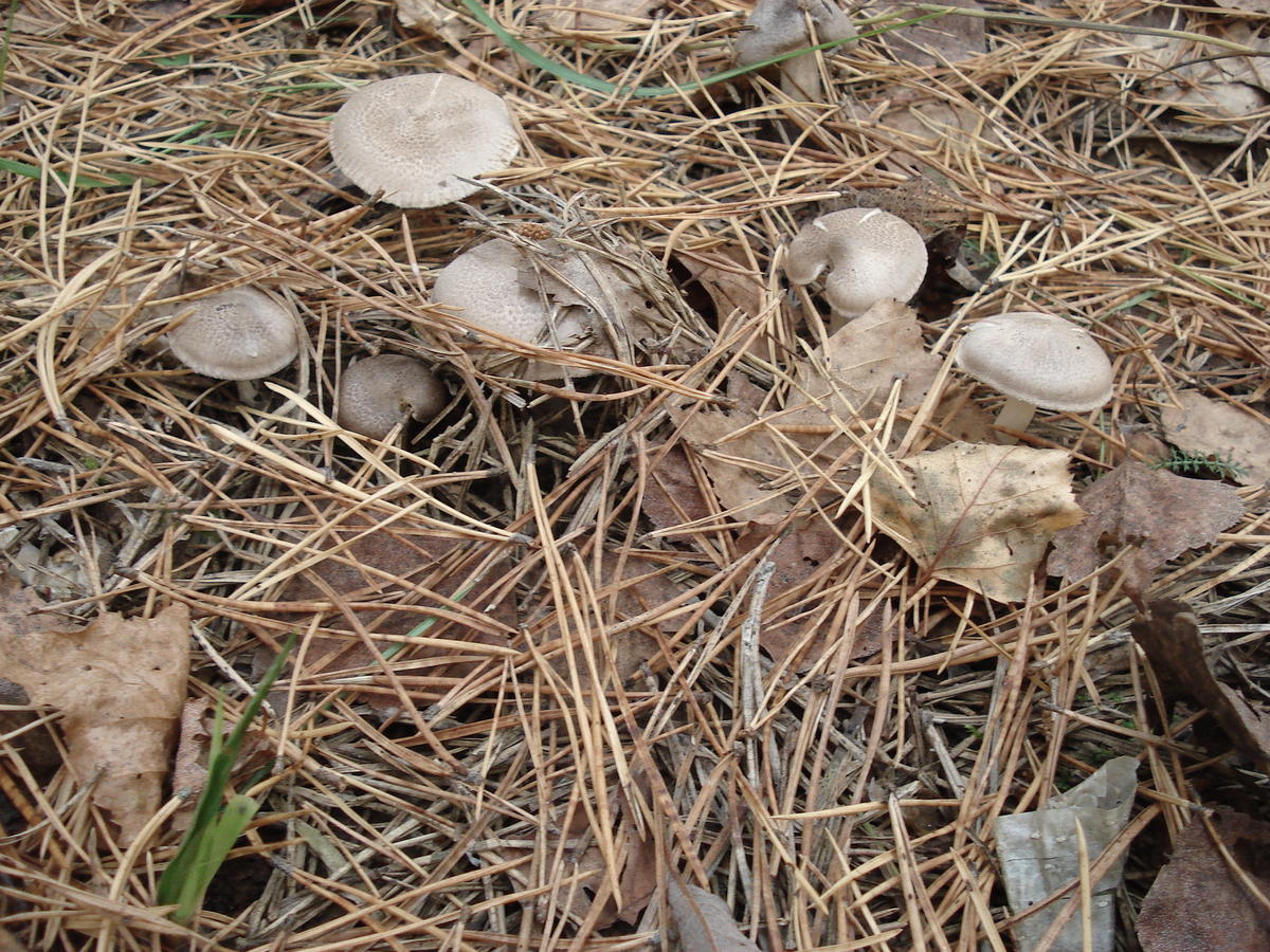 Крымские степные грибы мышата