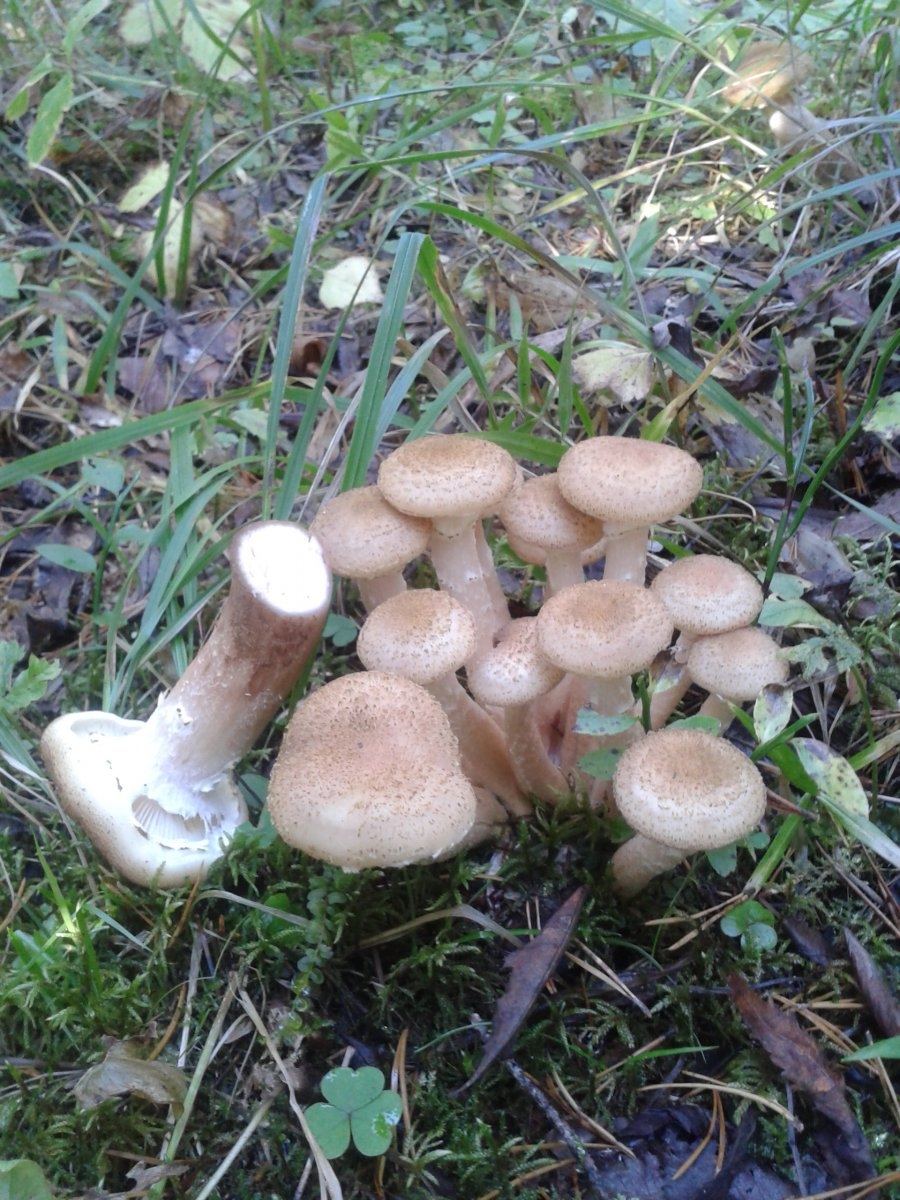 Опята грибы степные