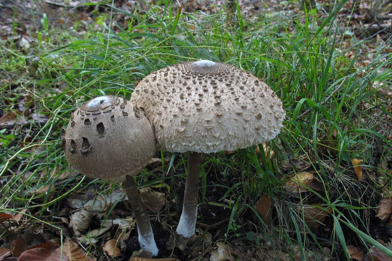 зонтик пестрый гриб съедобный и ядовитый фото