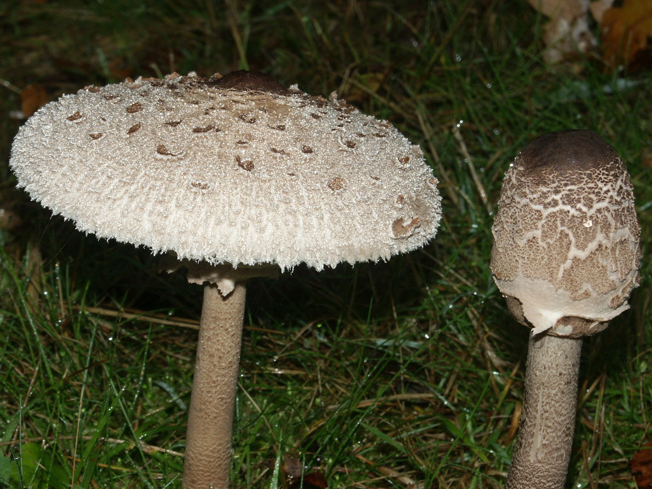 Какие грибы похожи на поганки. Гриб зонтик поганка. Грибы пестрый зонтик съедобные. Гриб - зонтик пёстрый (Macrolepiota procera).. Гриб зонтик белый Макролепиота.