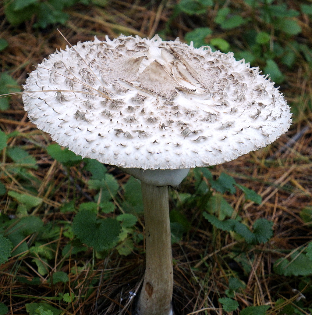 гриб зонтик пестрый съедобный или нет фото