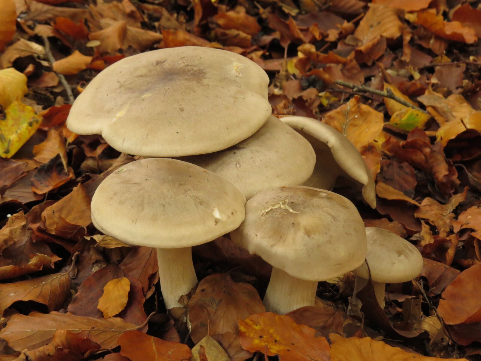 Скользкие осенние грибы