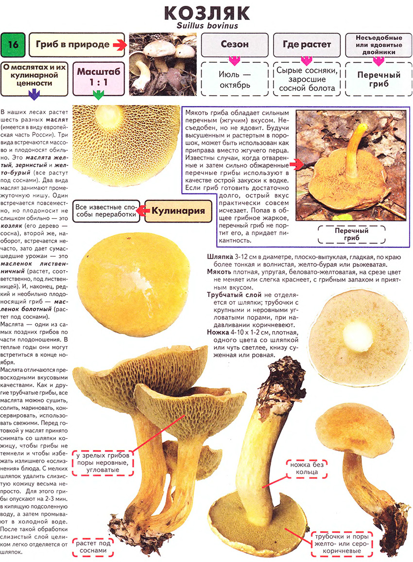маховик гриб фото ложный и настоящий сравнить