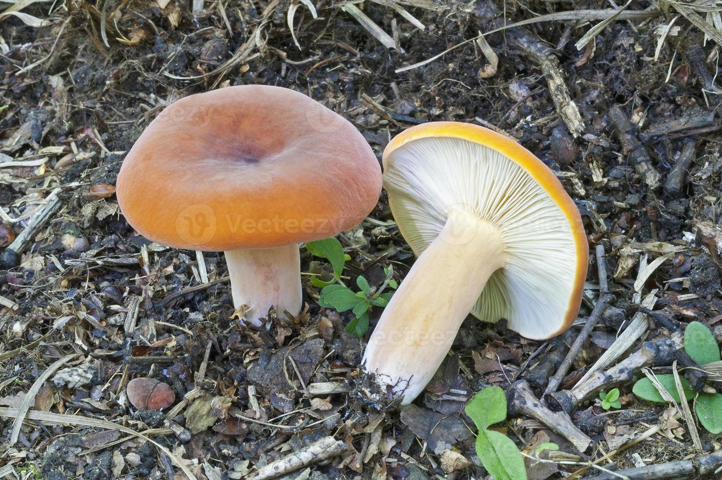 Подорешники грибы фото и описание