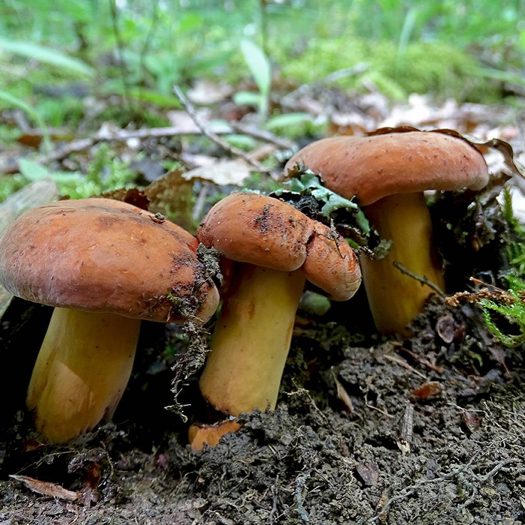 Подорешники грибы фото и описание