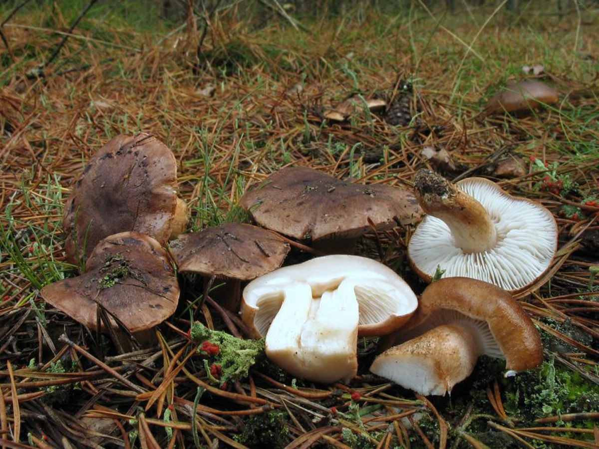 картинки грибов тополевки