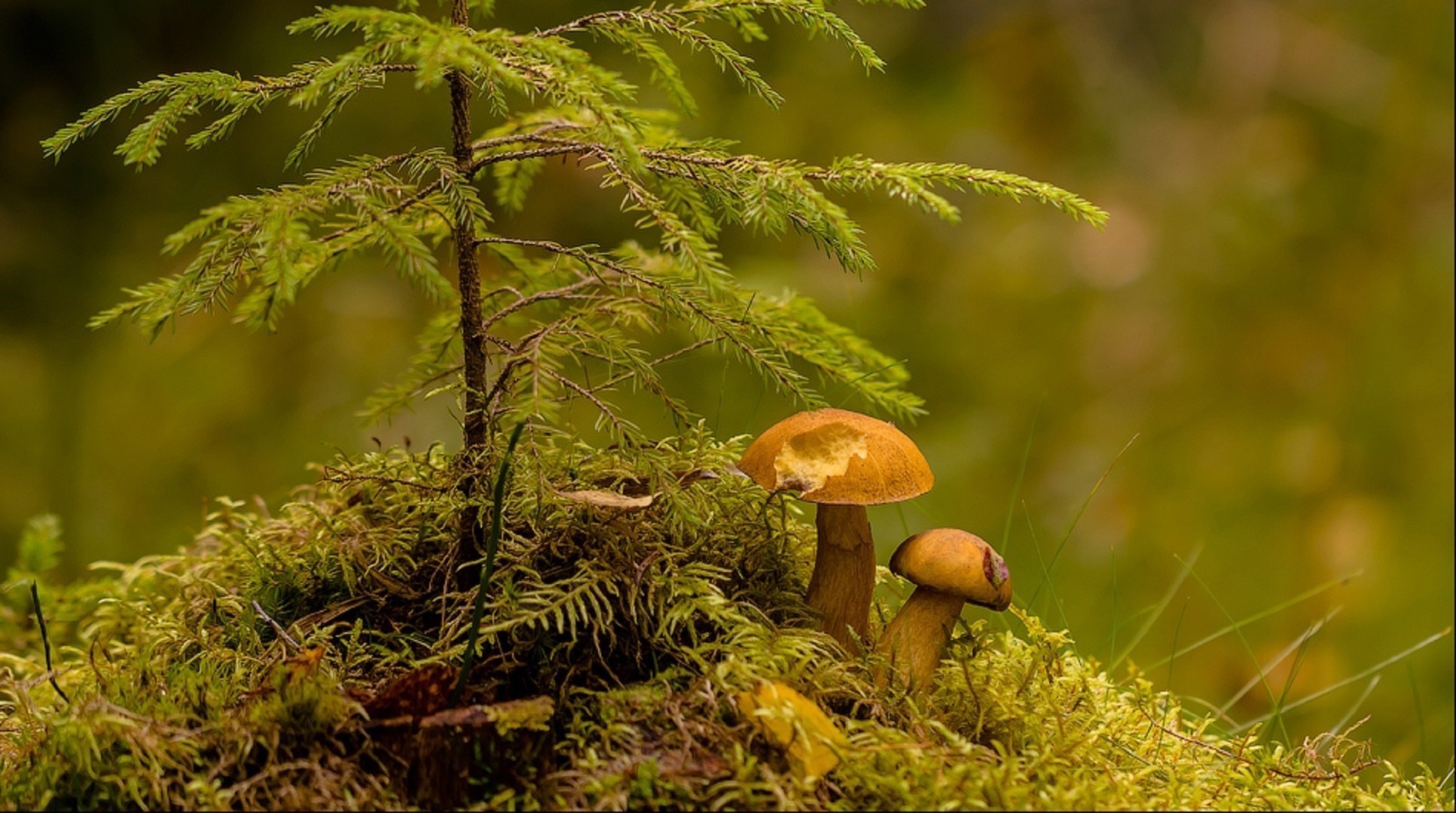 Осенние грибы в ельнике