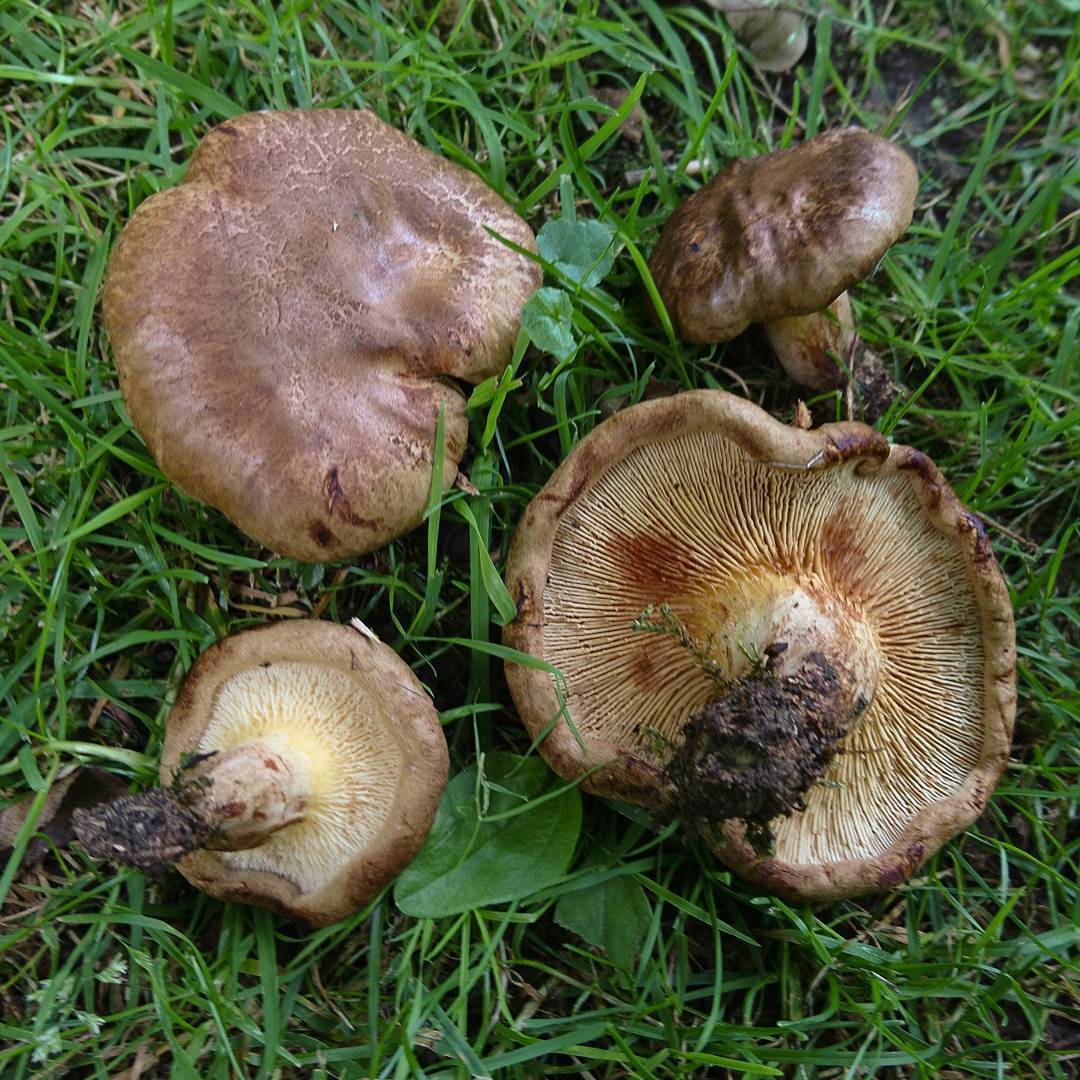 свинухи грибы фото съедобные