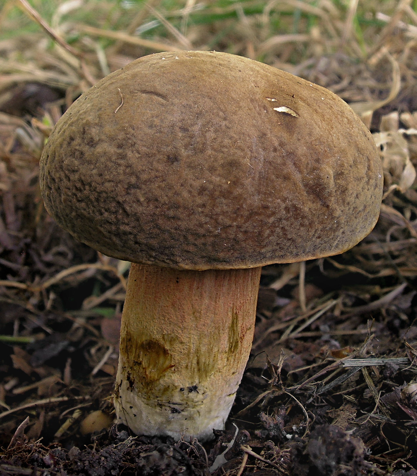 съедобные грибы коричневого цвета фото и название