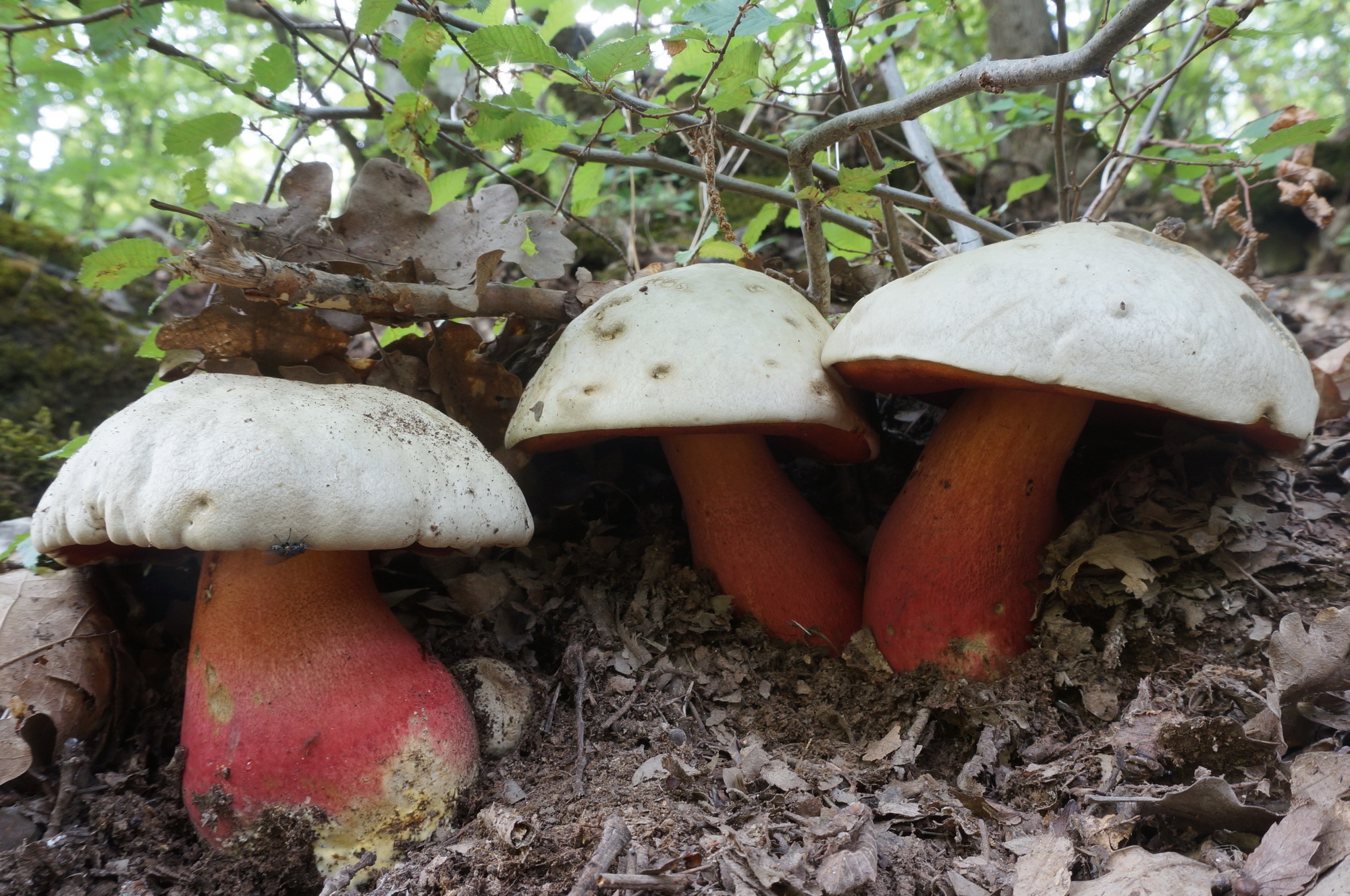 фото съедобных грибов крыма с названиями