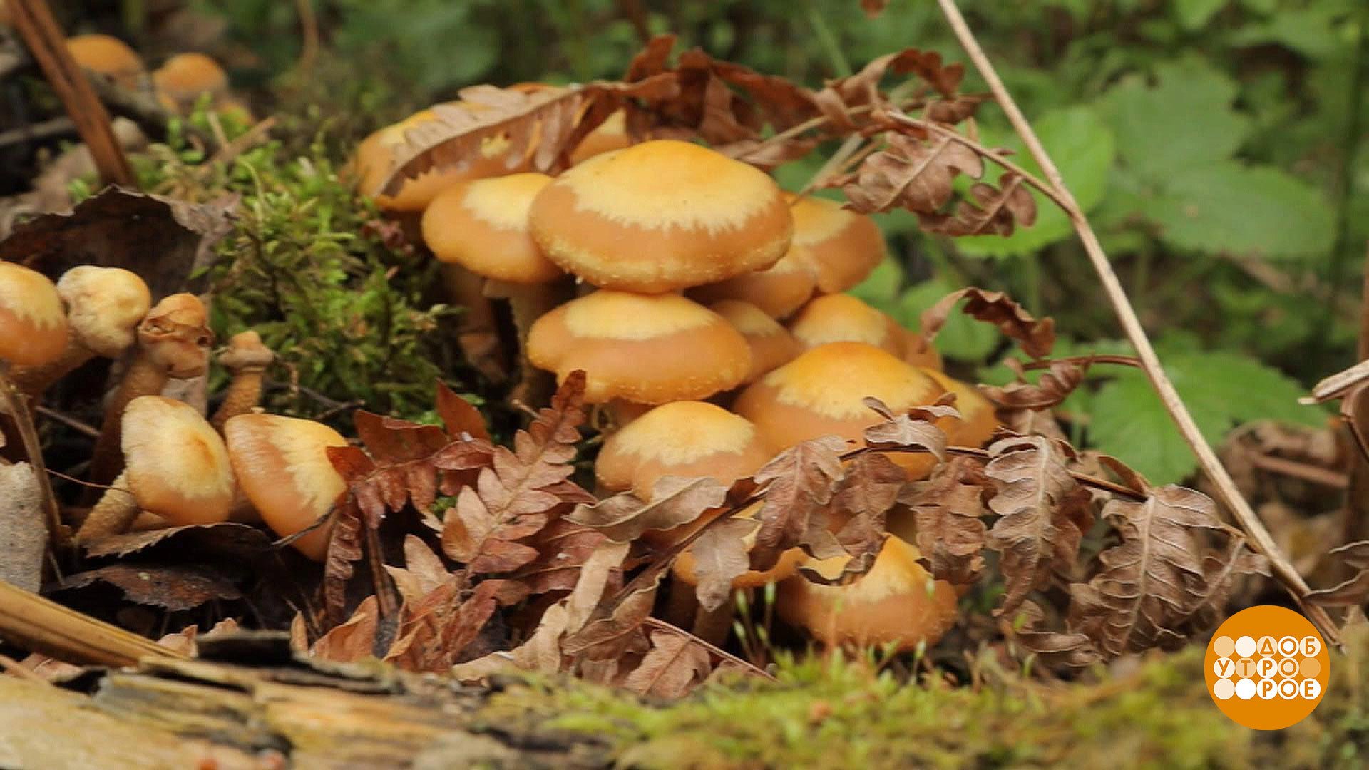 Сбор грибов в Калужских лесах