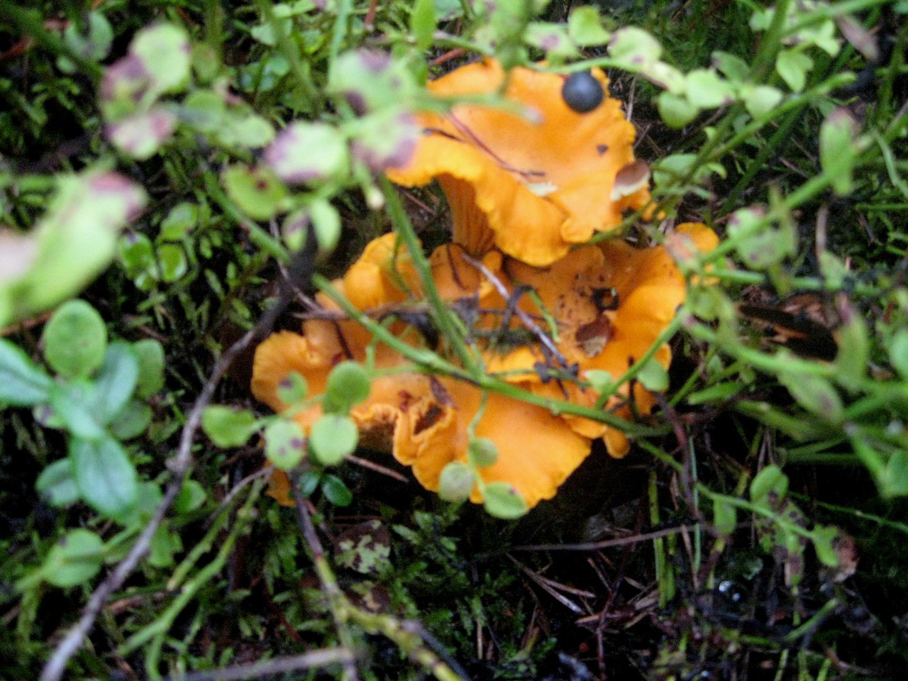 Съедобные грибы в августе