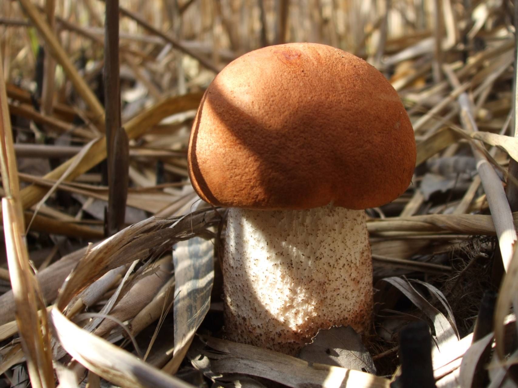 Ложный подосиновик гриб