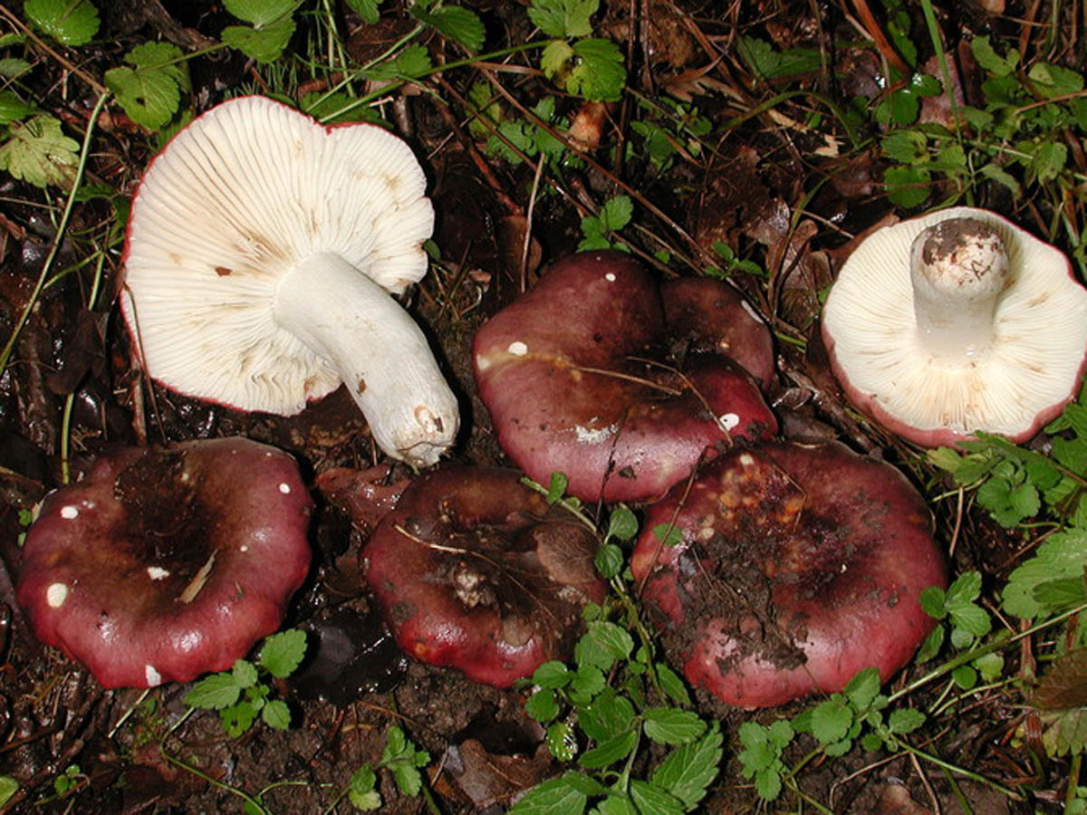 розовый груздь грибы фото