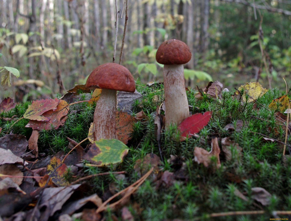 Алёшкинский лес грибы