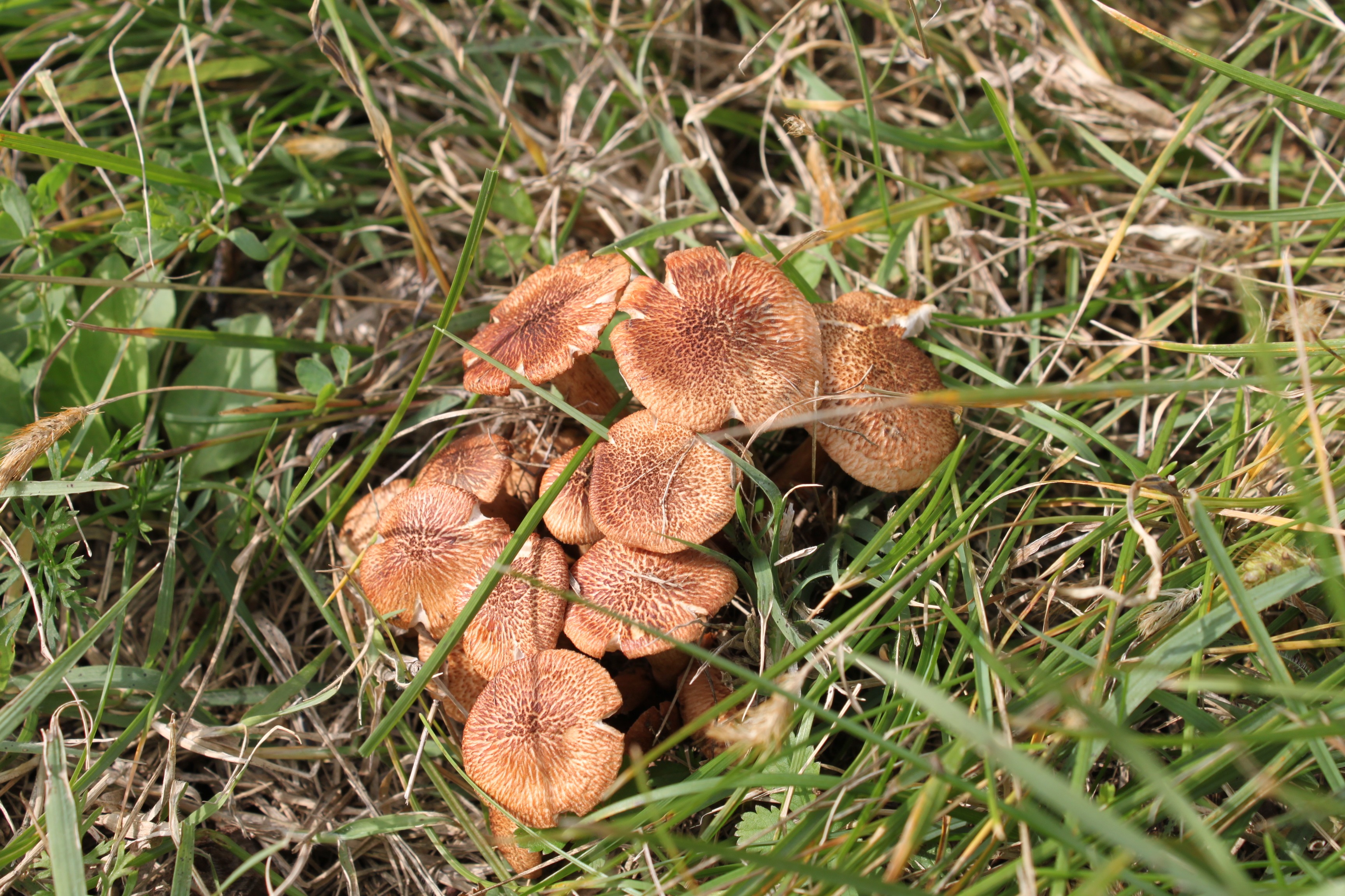 Съедобные грибы кучками