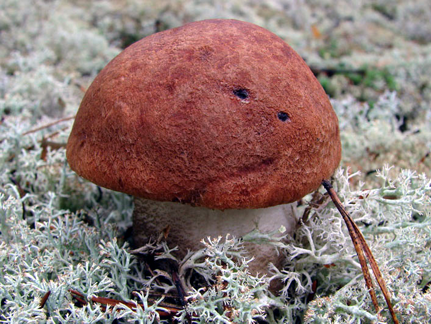 Краснухи грибы