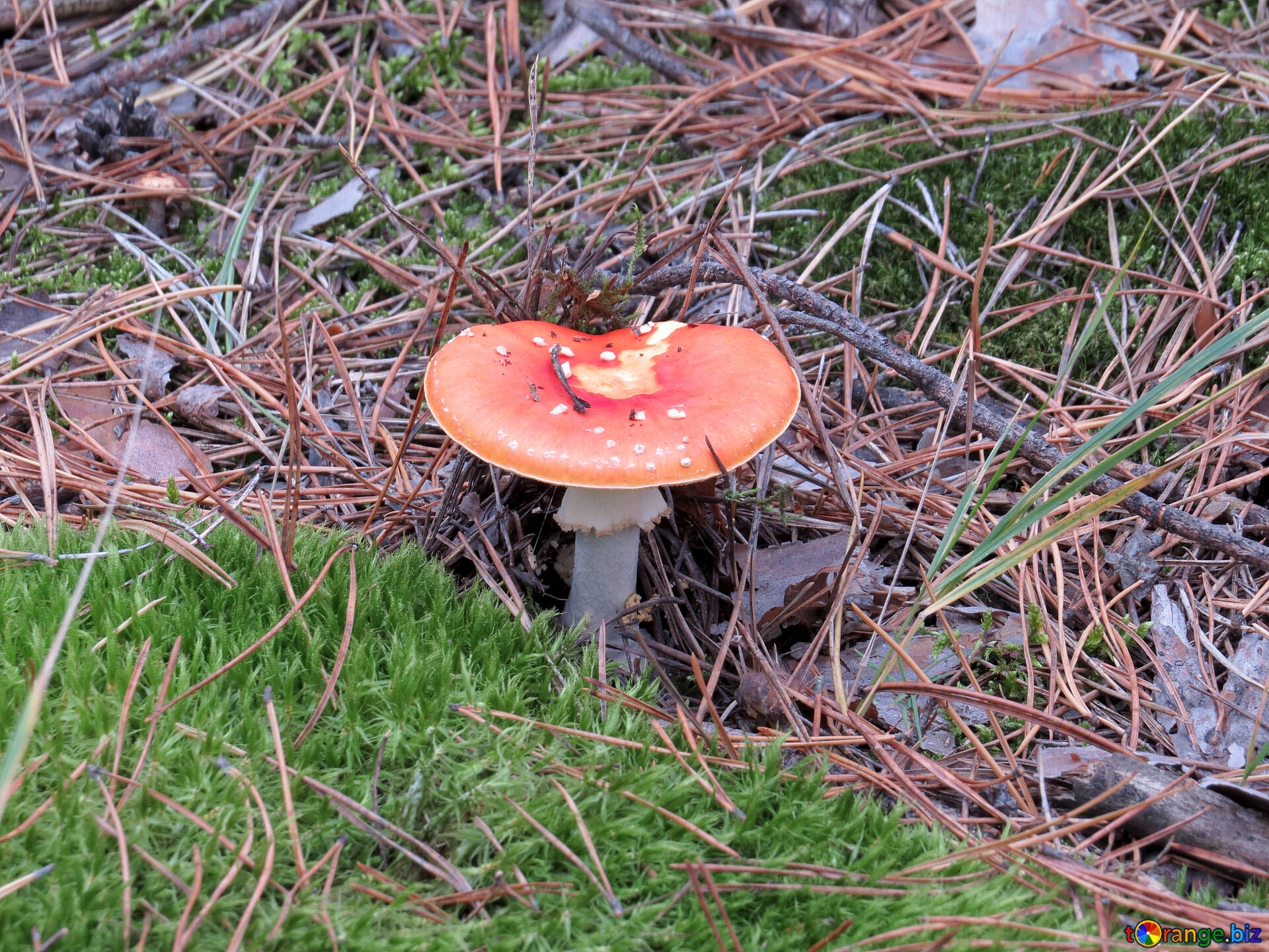 Лубянка съедобный гриб фото