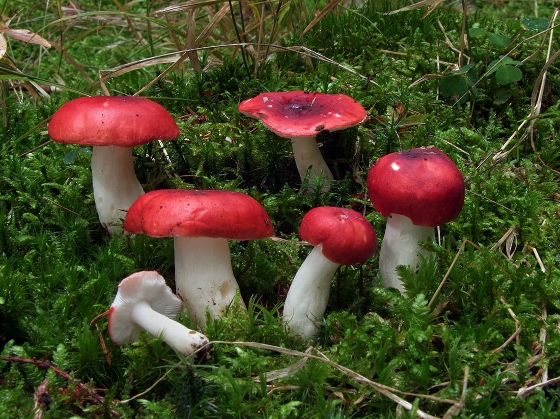 синявки грибы фото несъедобные