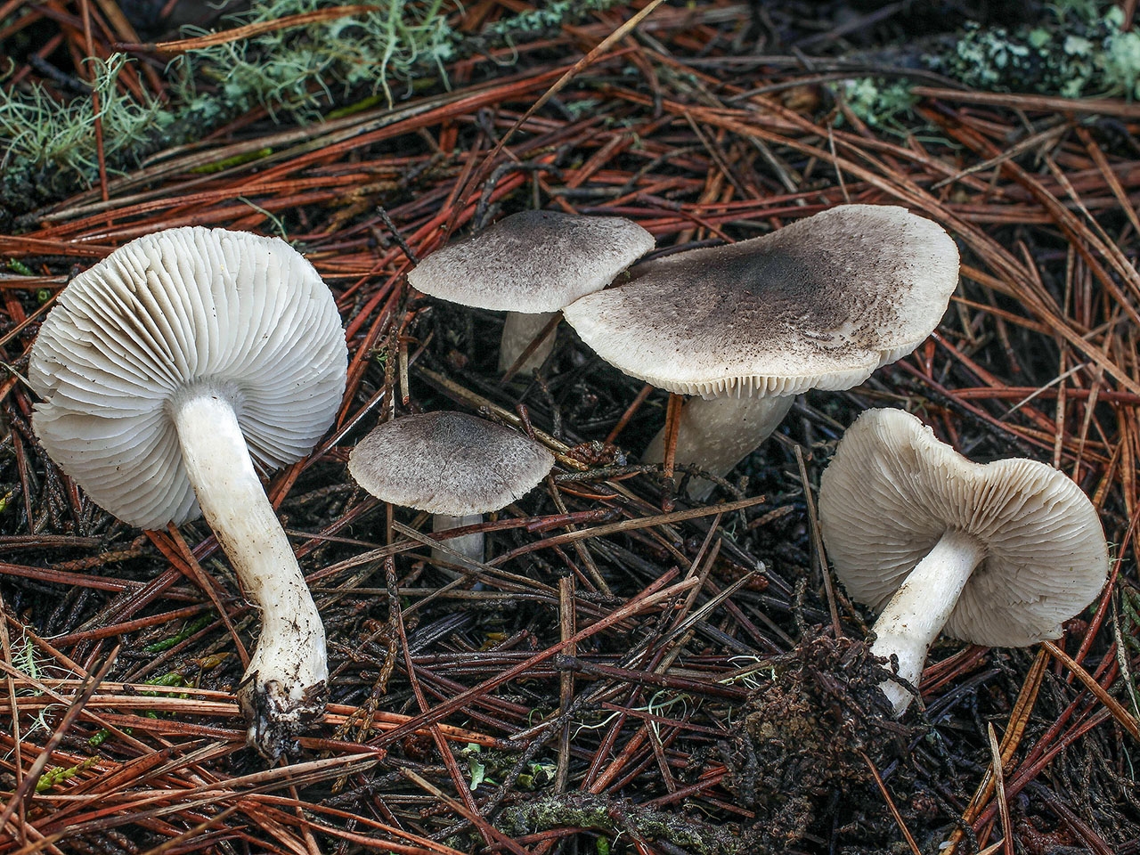 Рядовки грибы фото съедобные и несъедобные