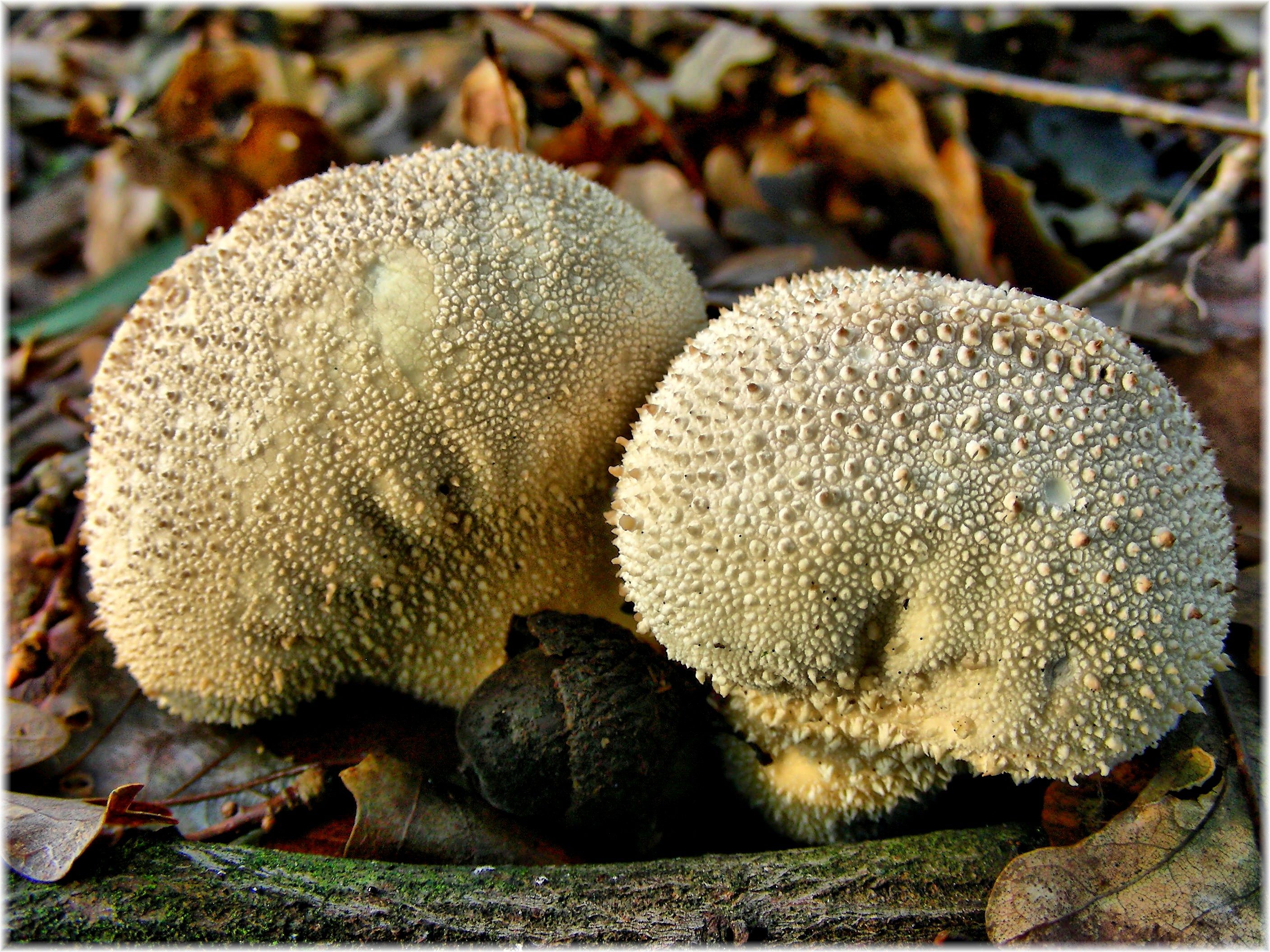 Белый гриб колючий
