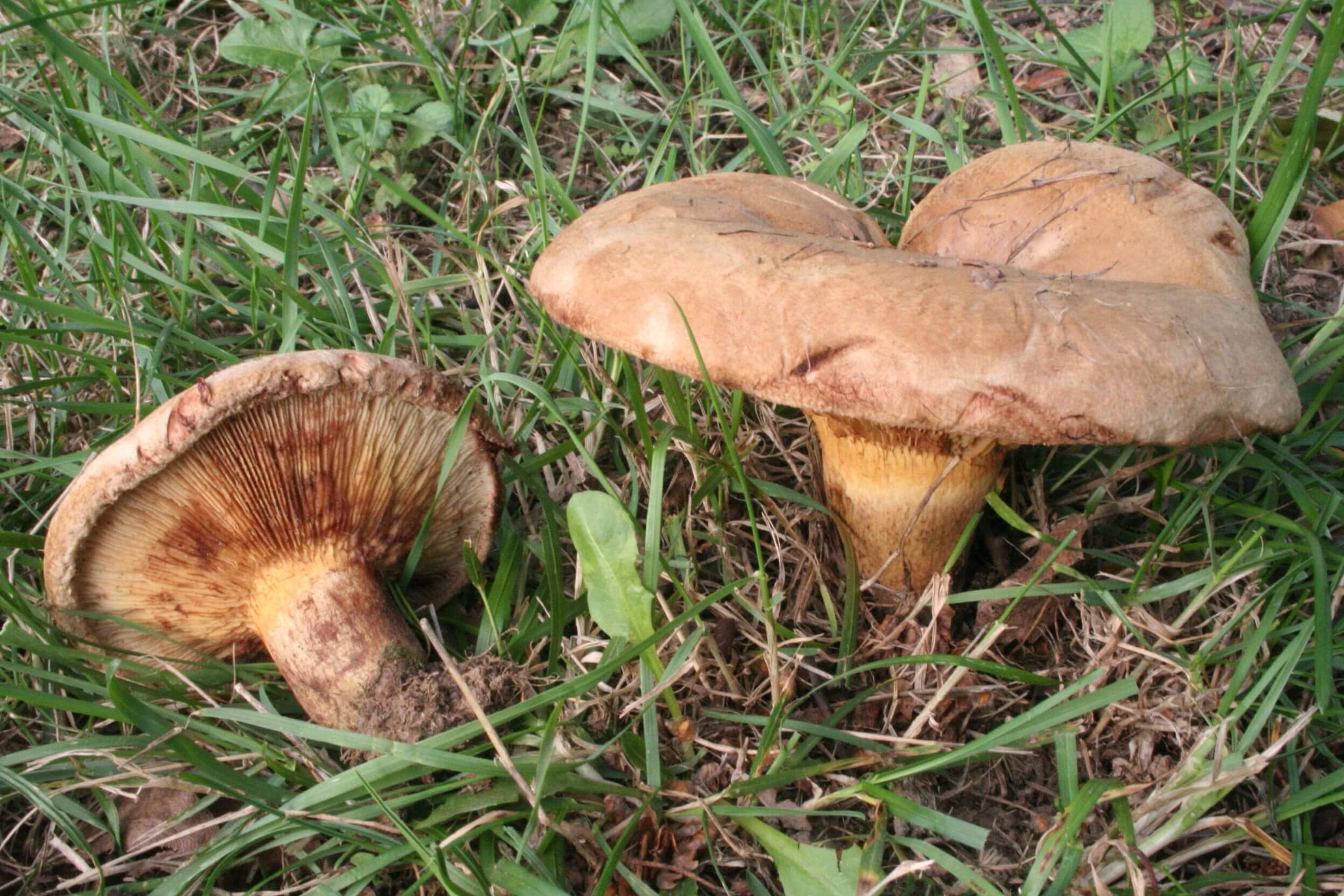 Свинухи грибы фото съедобные и несъедобные