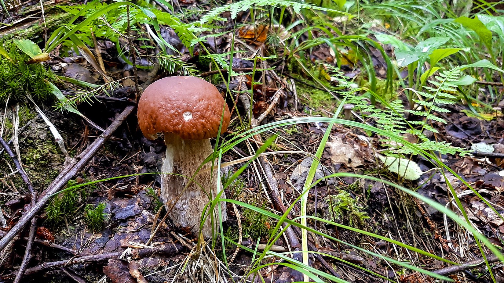 Белый гриб в Якутии
