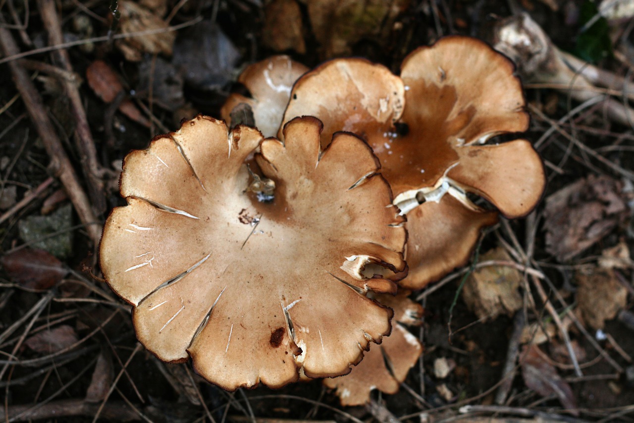 Весенние грибы коричневые
