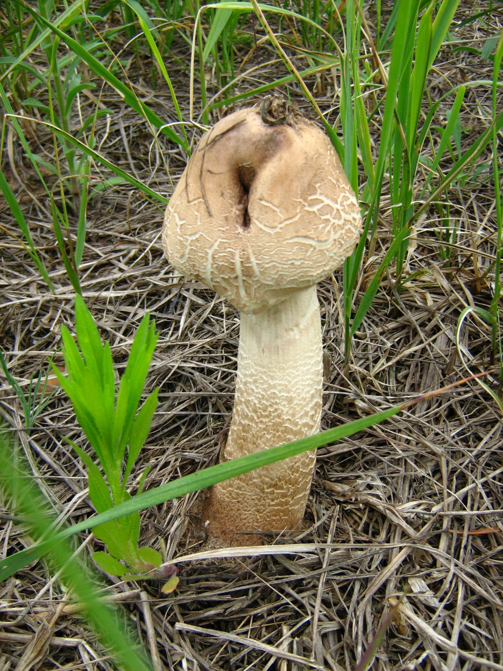 Несъедобные грибы заячьи уши