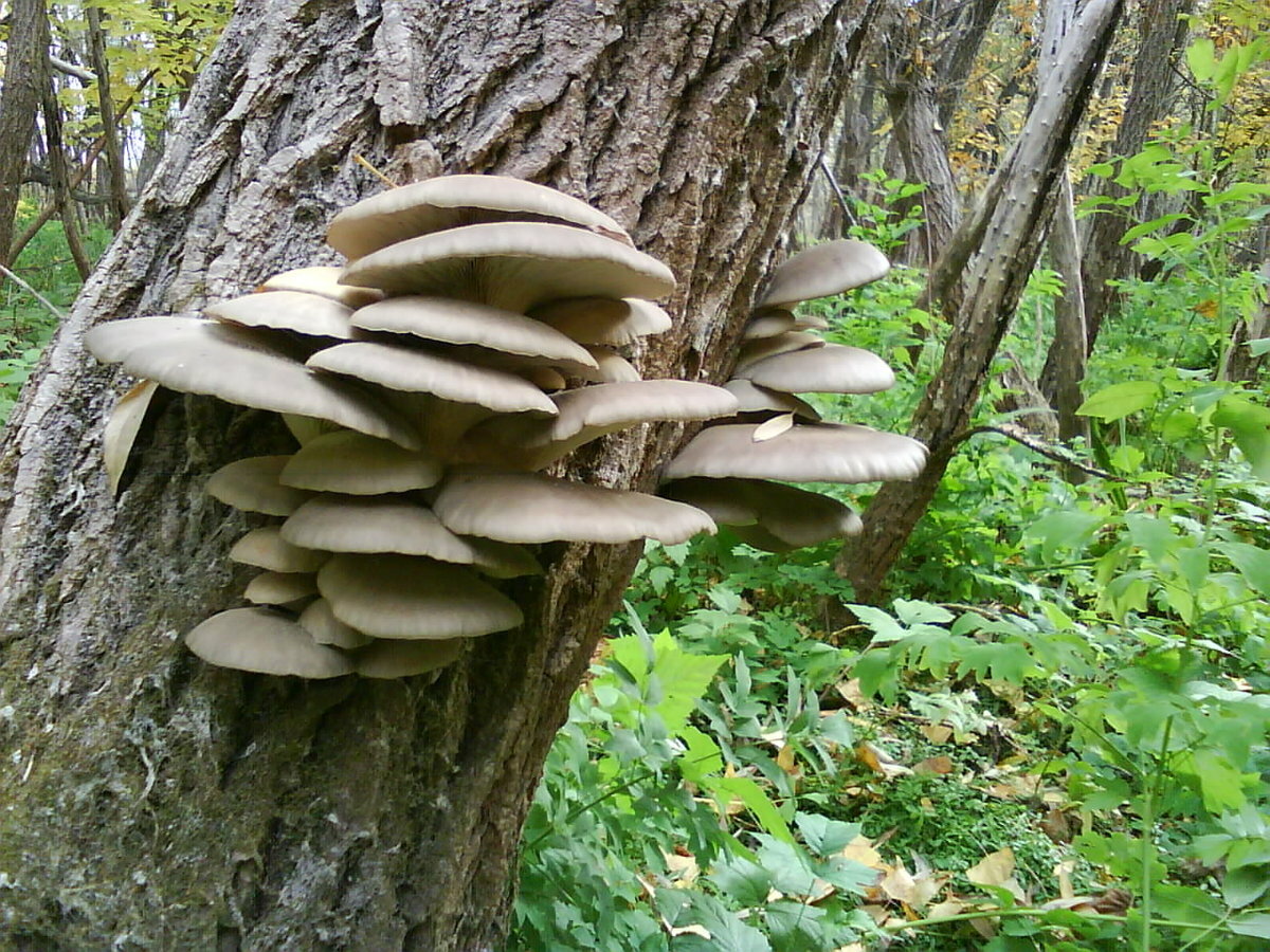 Фото вешенки грибы на деревьях