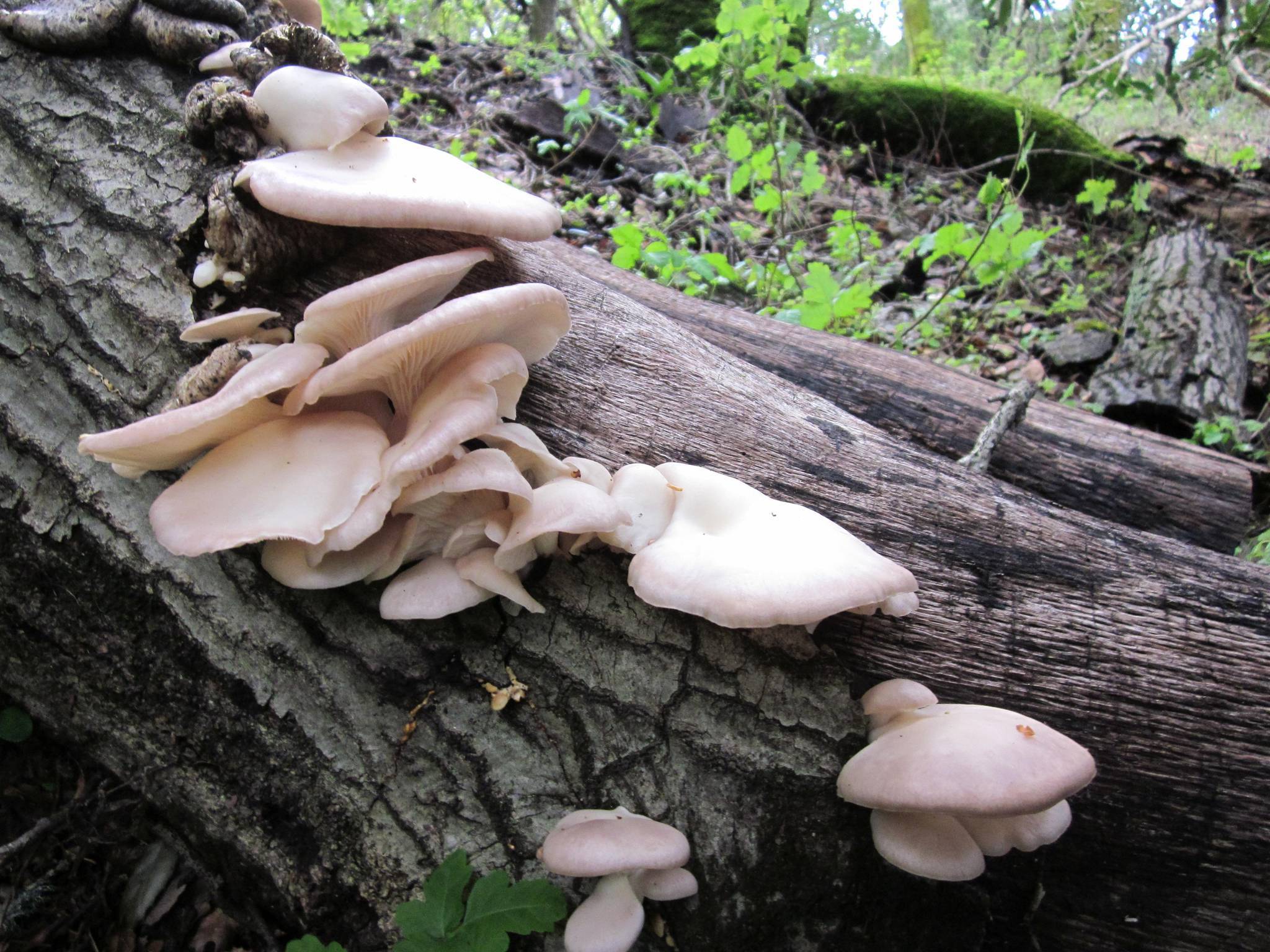 Фото вешенки грибы на деревьях