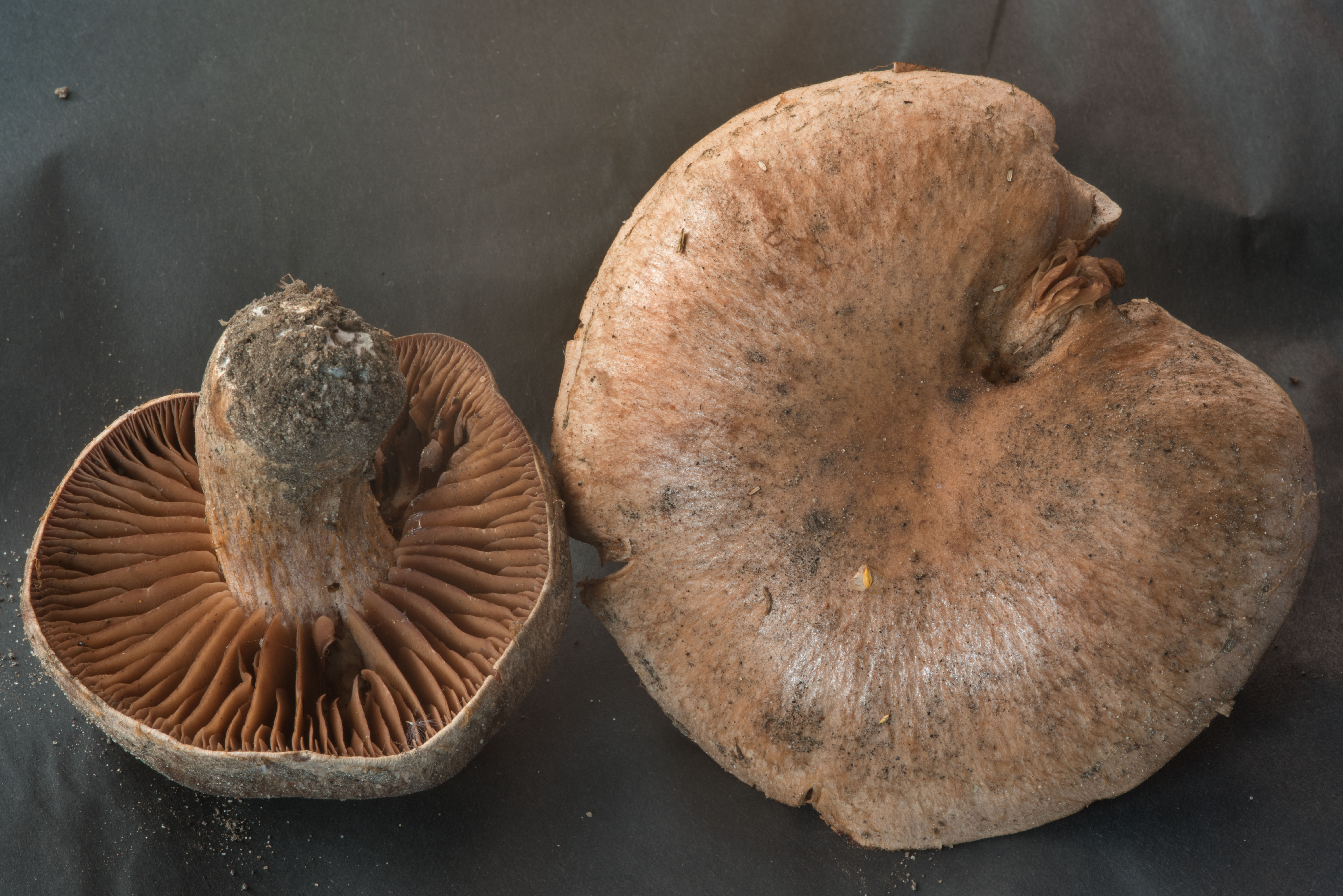 Большой коричневый гриб