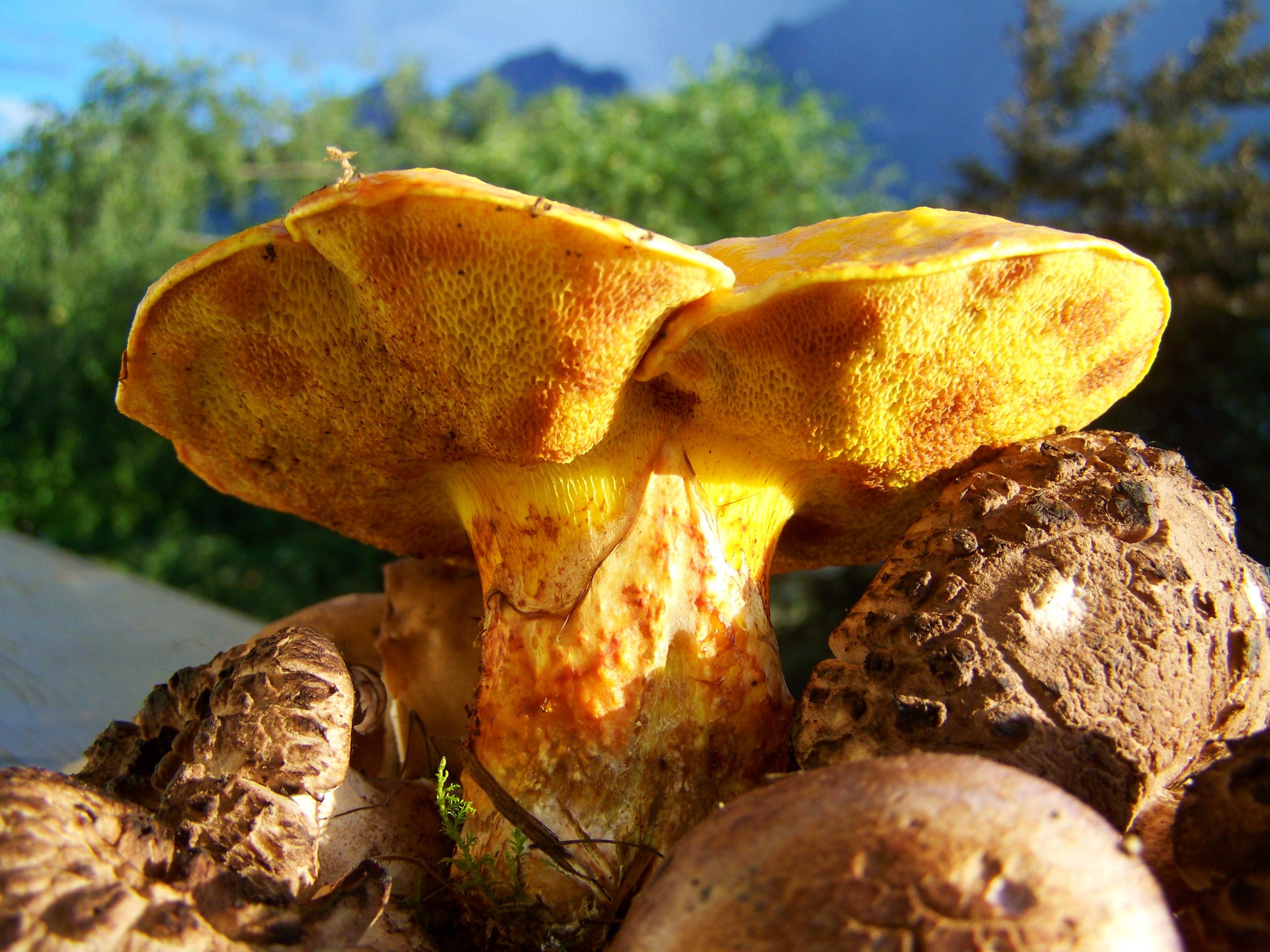 Жёлтые грибы съедобные