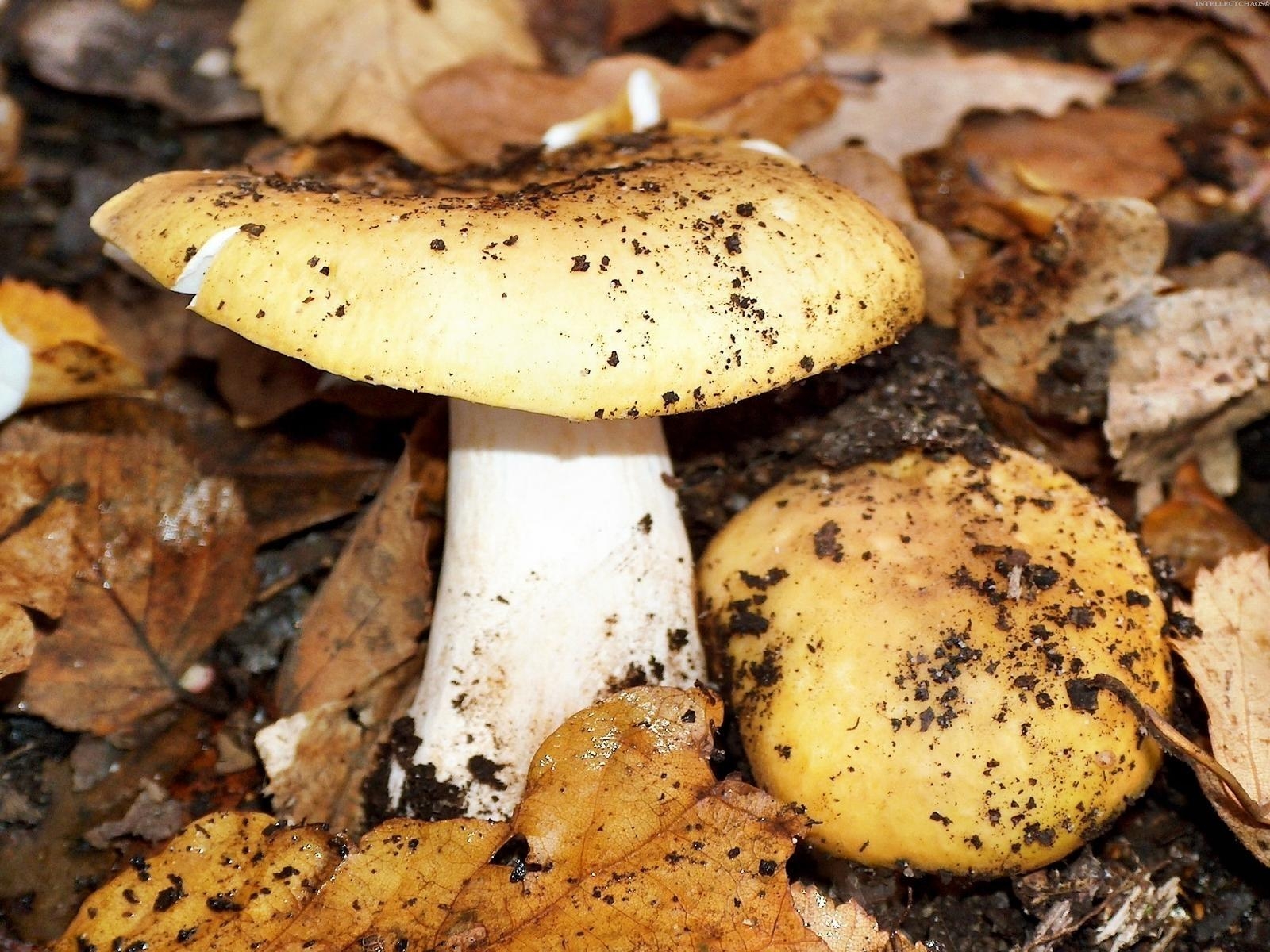 Желтые осенние грибы