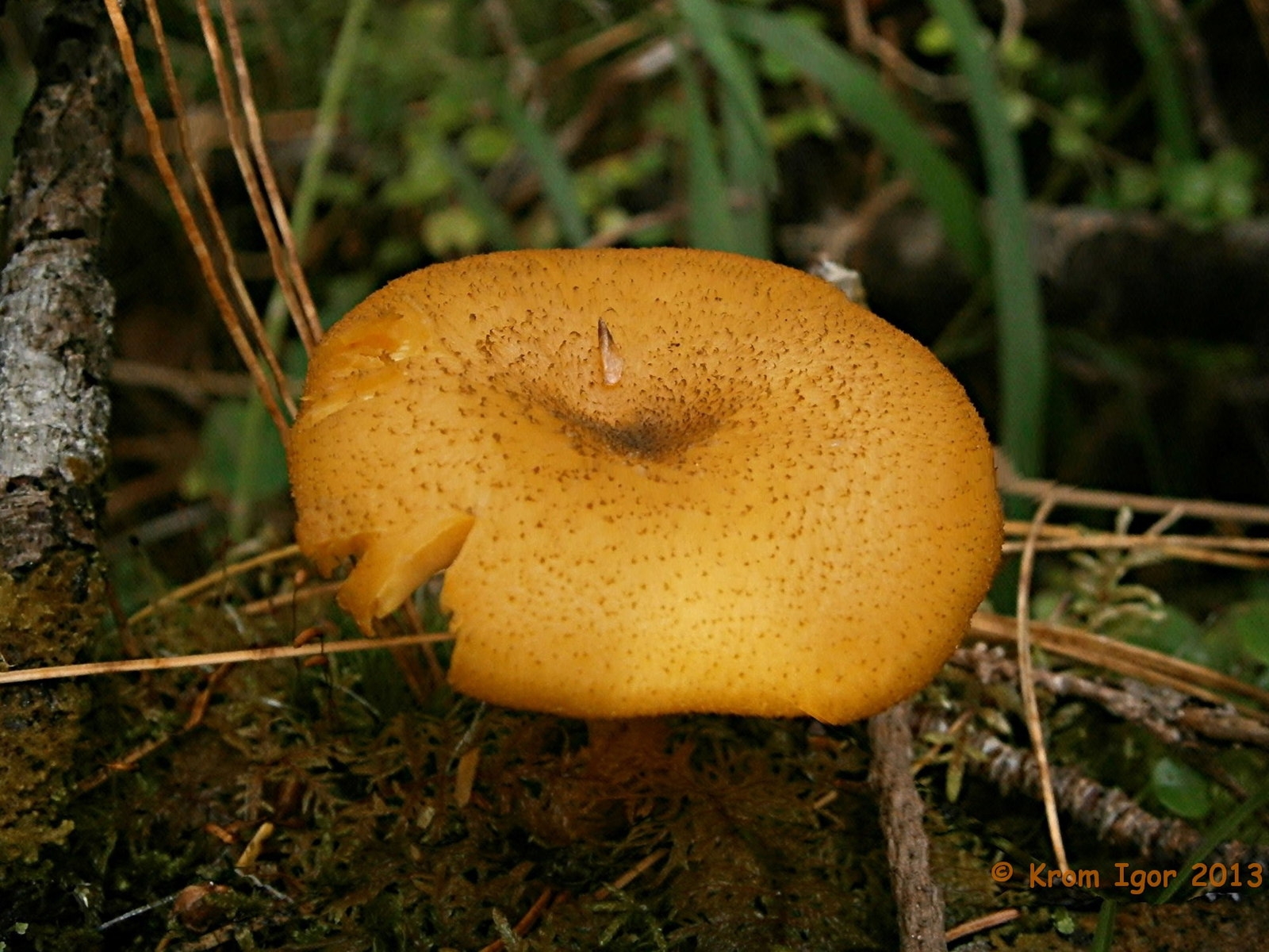 Еловик желтый гриб