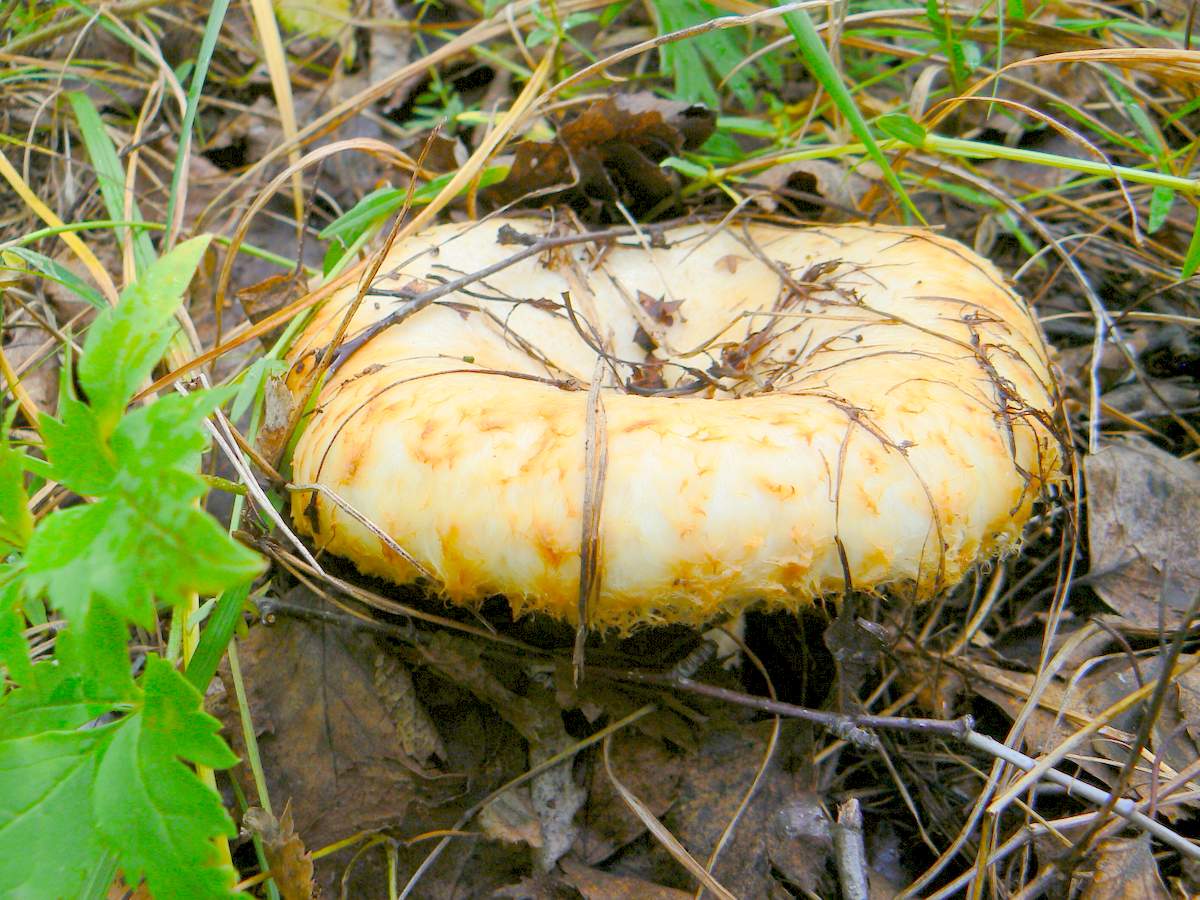 Как выглядят грибы грузди фото