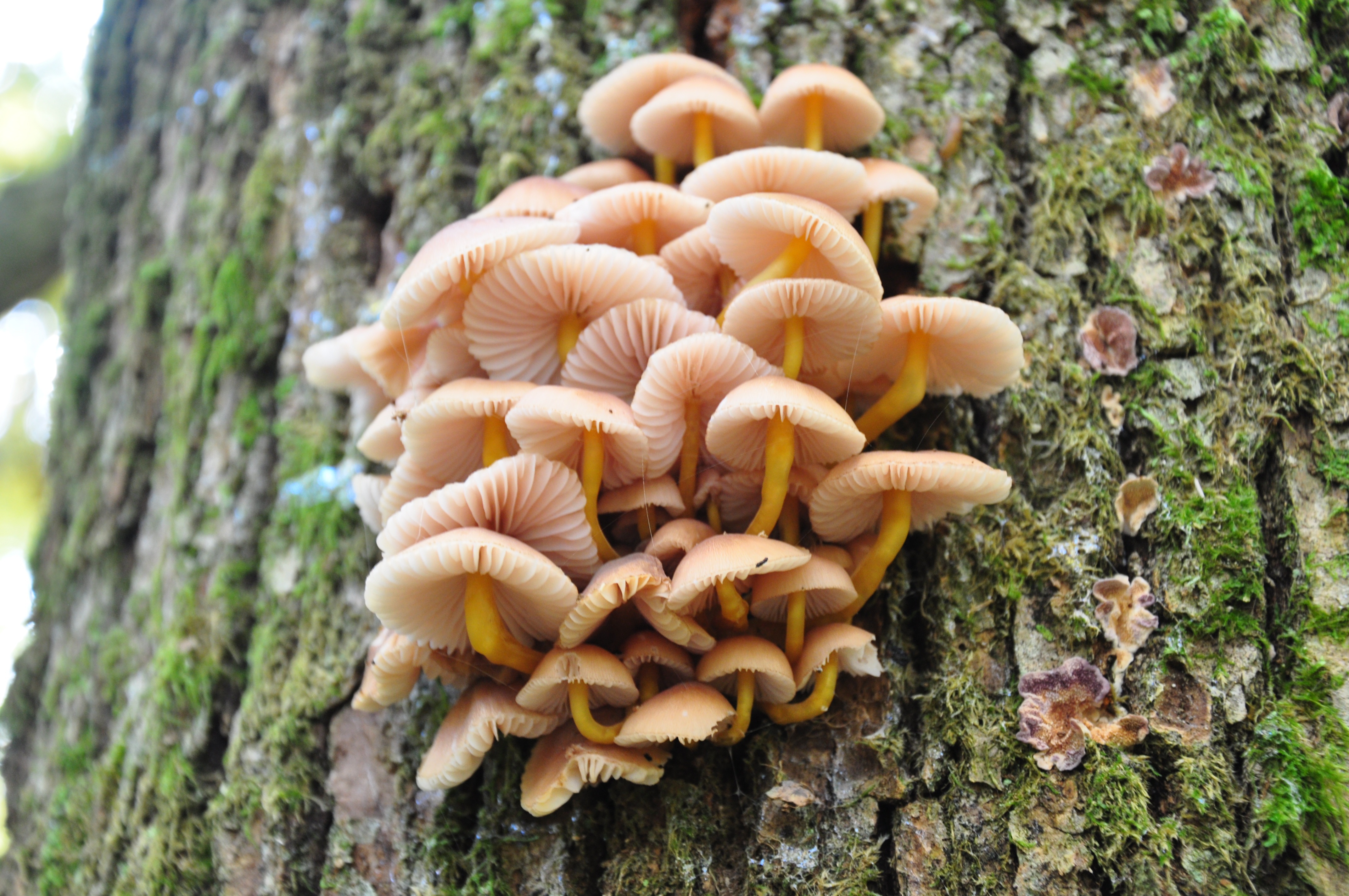съедобные грибы фото и название вешенки