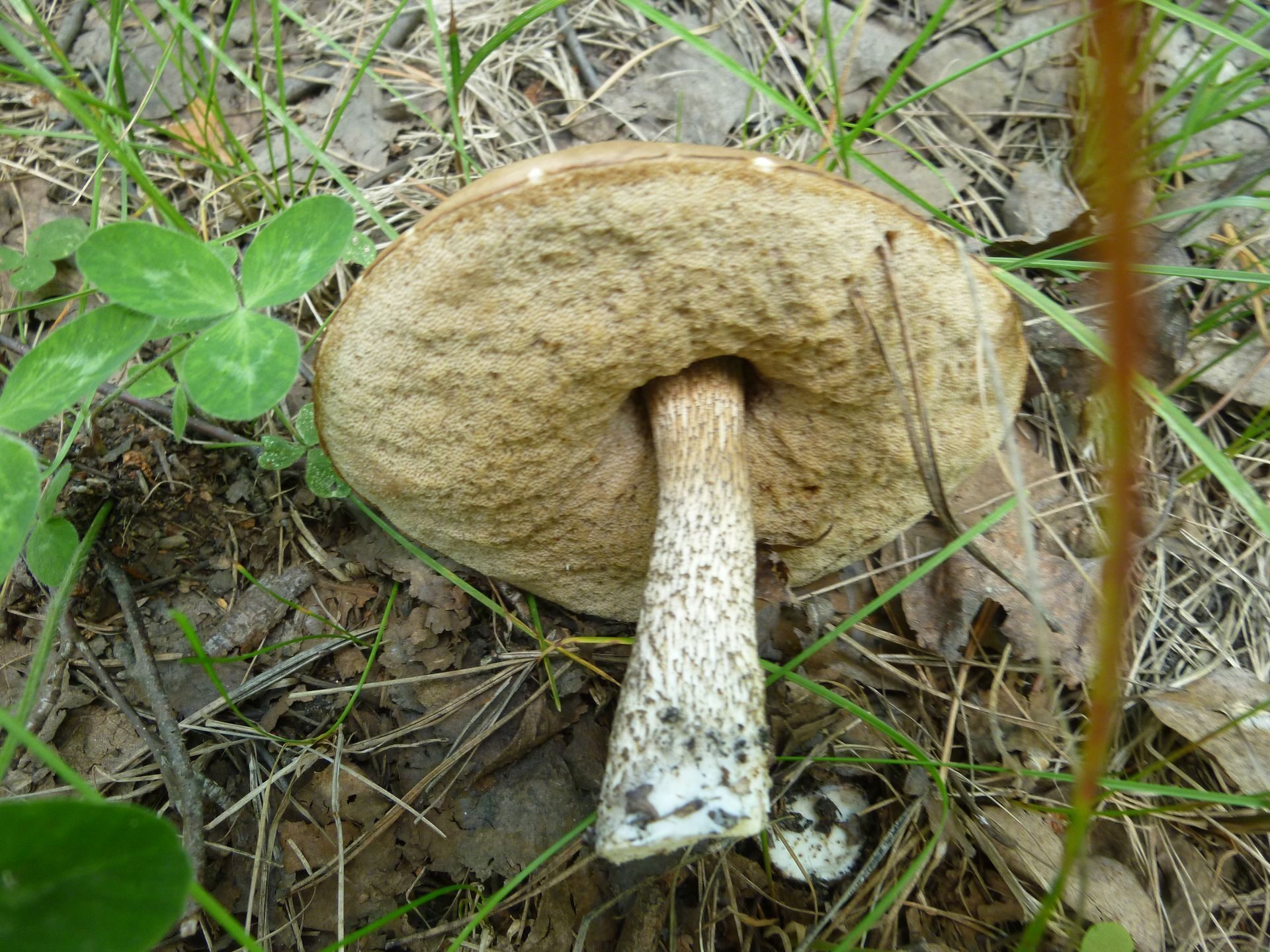 Обабок чернеющий гриб