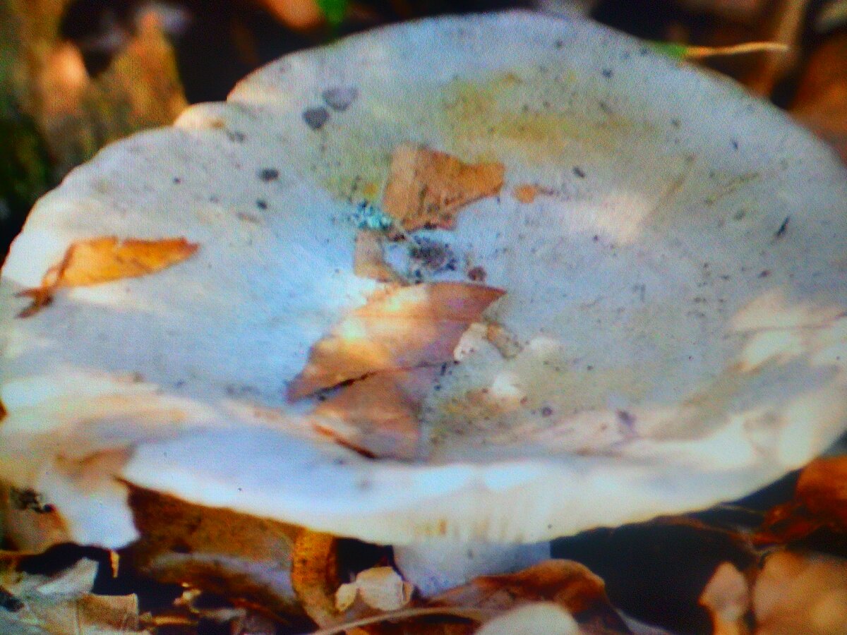 Скрипица гриб Лесной