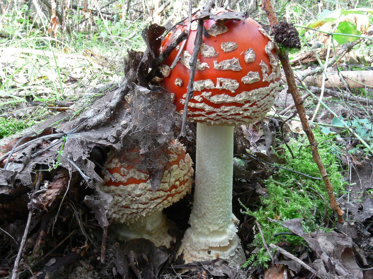 несъедобные грибы подмосковья фото