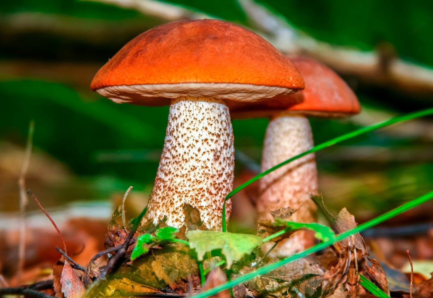 Ядовитые грибы в лесу Подмосковья