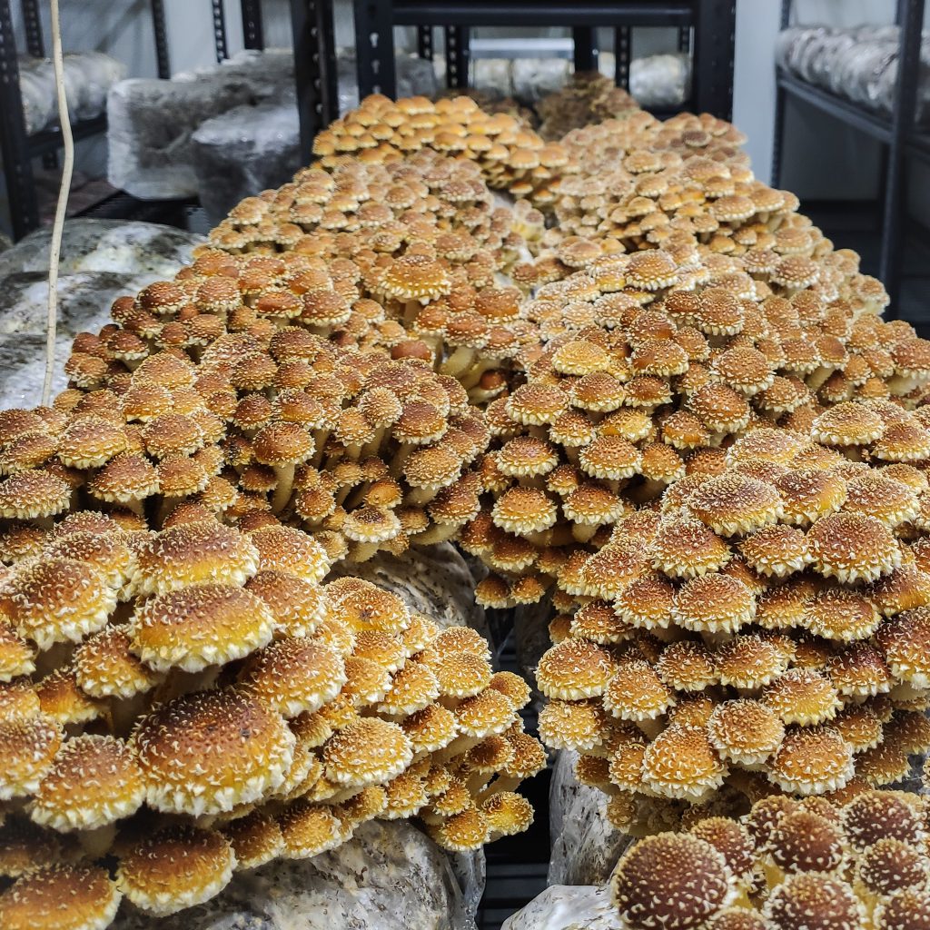 Китайские грибы шитаки