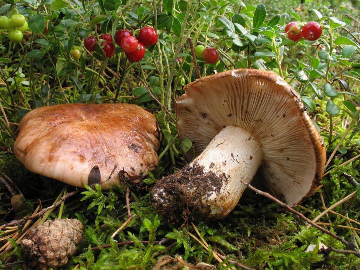 зеленые грибы фото съедобные и несъедобные